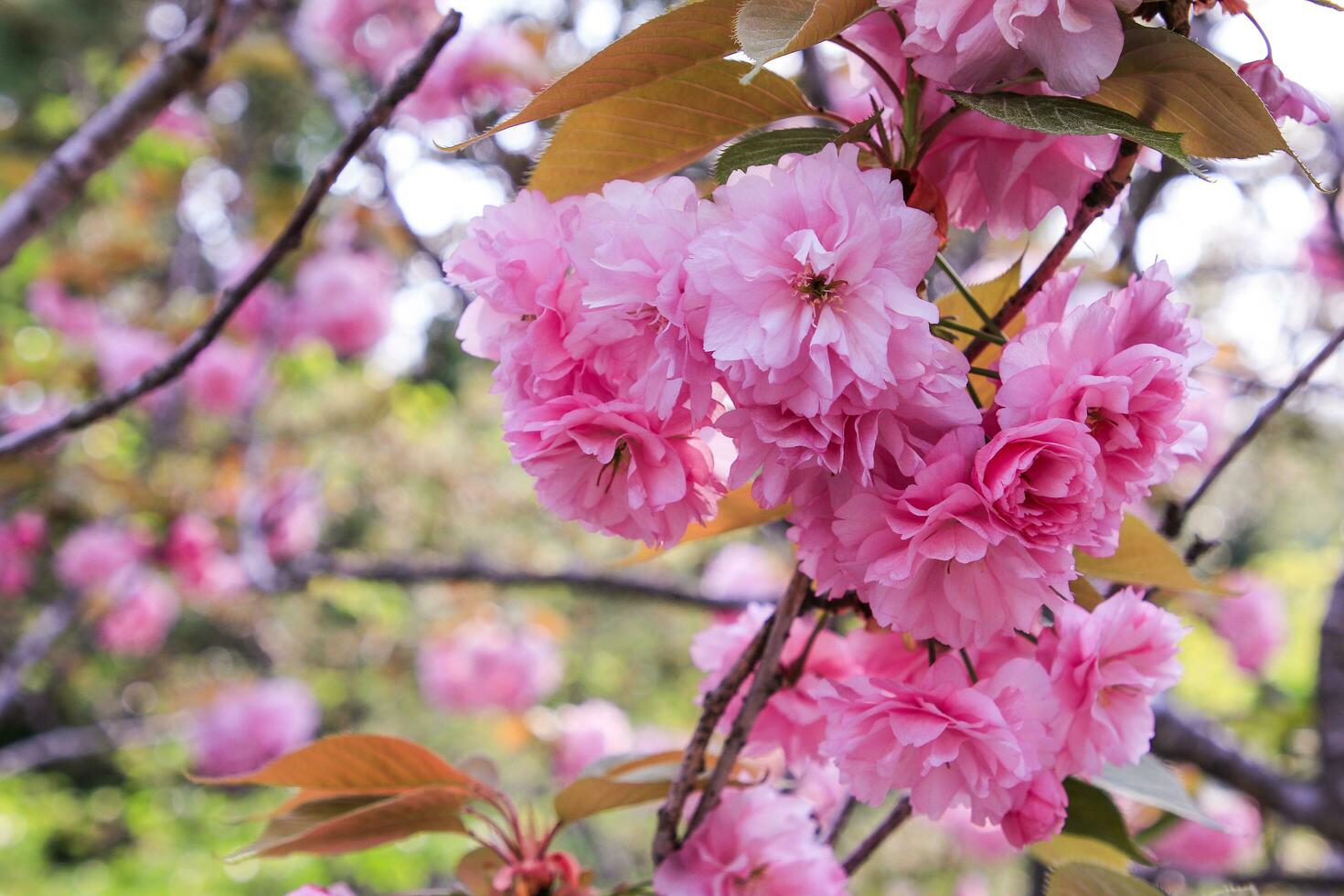 Beautiful cherry blossoms. sakura flowers in japan photo