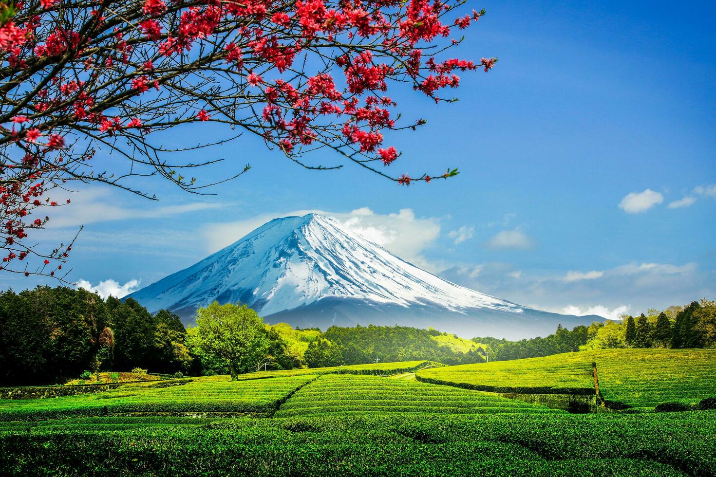 té plantación en el espalda con vista a montar fuji con claro cielo en shizuoka, obuchi sasaba, Japón foto