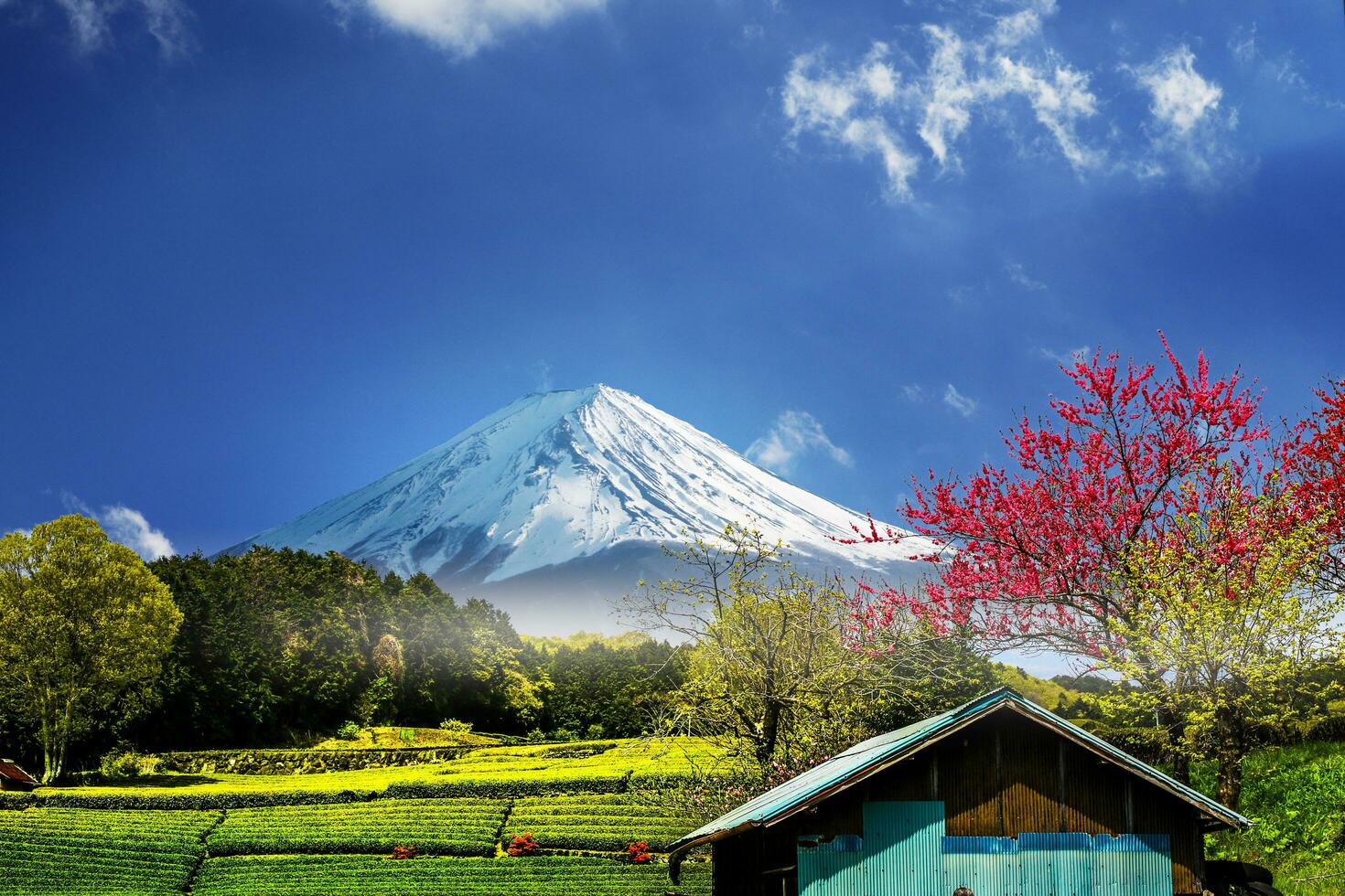 Tea plantation on the back overlooking Mount Fuji with clear sky in shizuoka, obuchi sasaba, japan photo