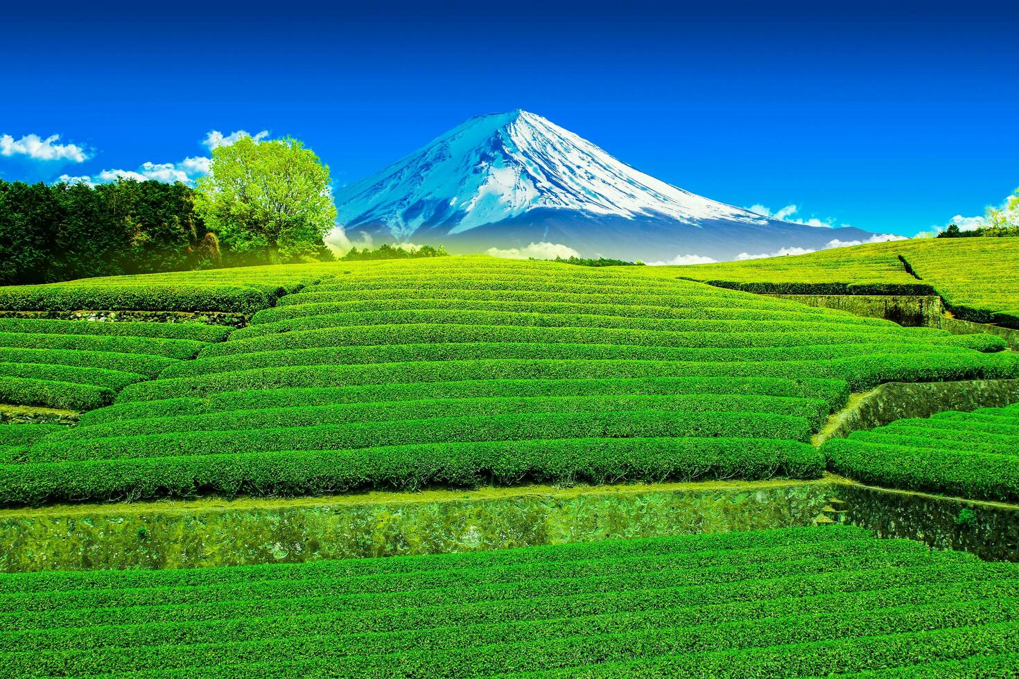 Tea plantation on the back overlooking Mount Fuji with clear sky in shizuoka, obuchi sasaba, japan photo