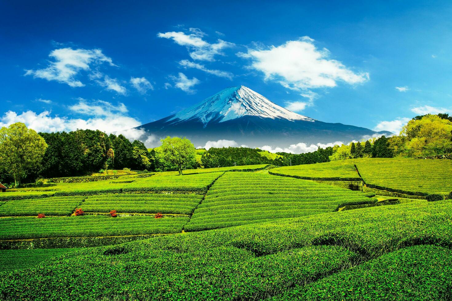 Tea plantation on the back overlooking Mount Fuji with clear sky in shizuoka, obuchi sasaba, japan photo