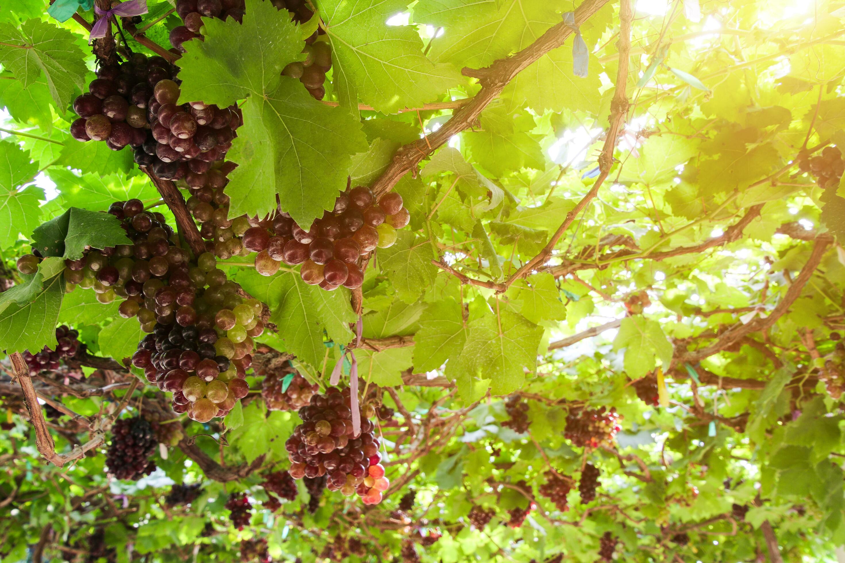 Ripe grapes hung on vineyards of grape trees 26141549 Stock Photo at