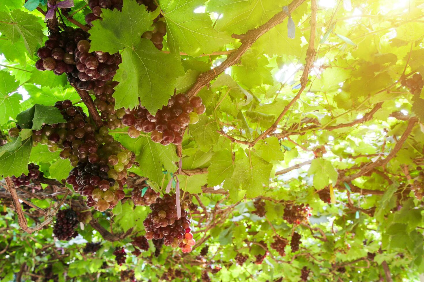 Ripe grapes hung on vineyards of grape trees photo