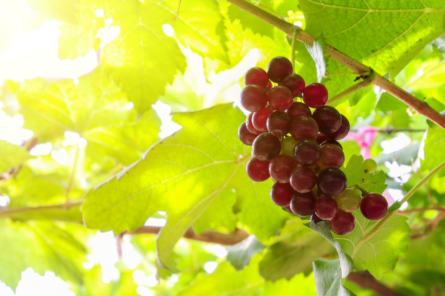 Ripe grapes hung on vineyards of grape trees photo