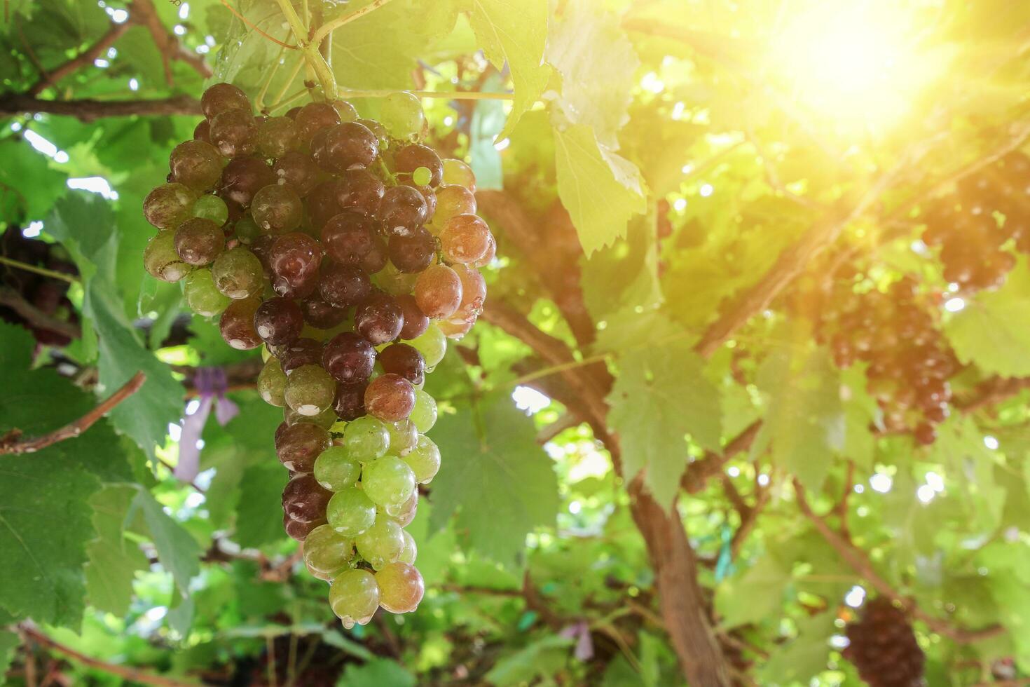 Ripe grapes hung on vineyards of grape trees photo
