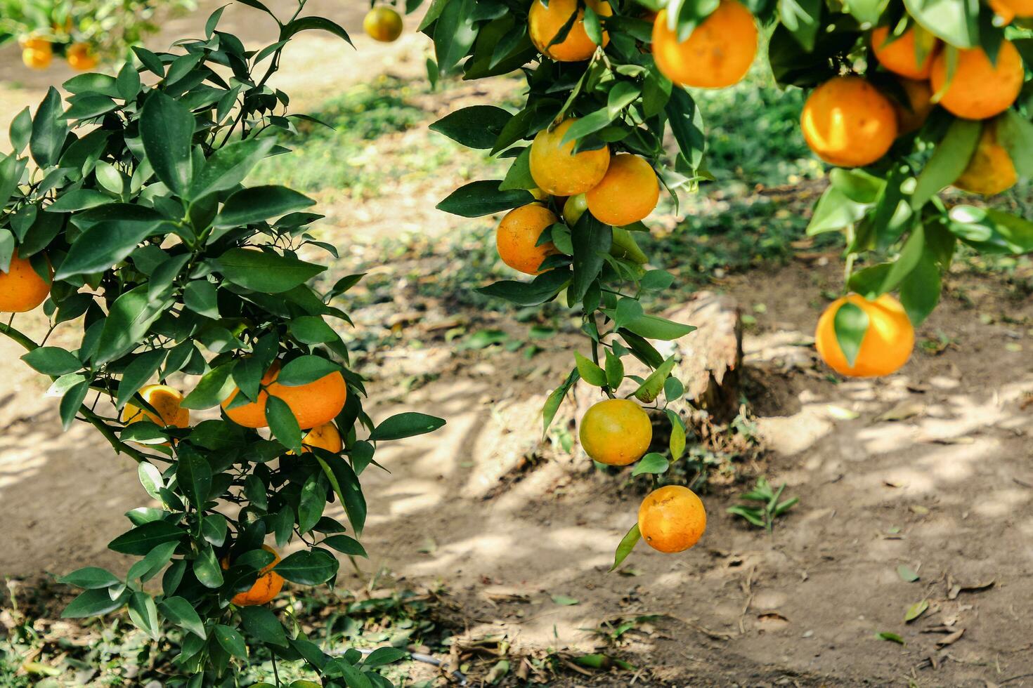 Orange tree in the garden photo