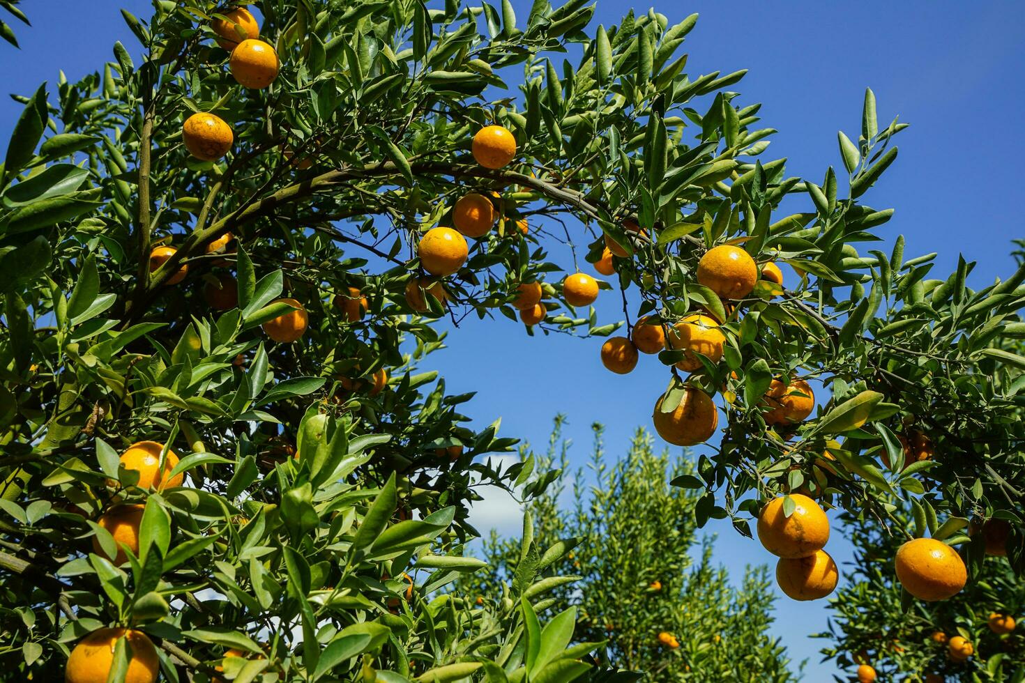 Orange tree in the garden photo