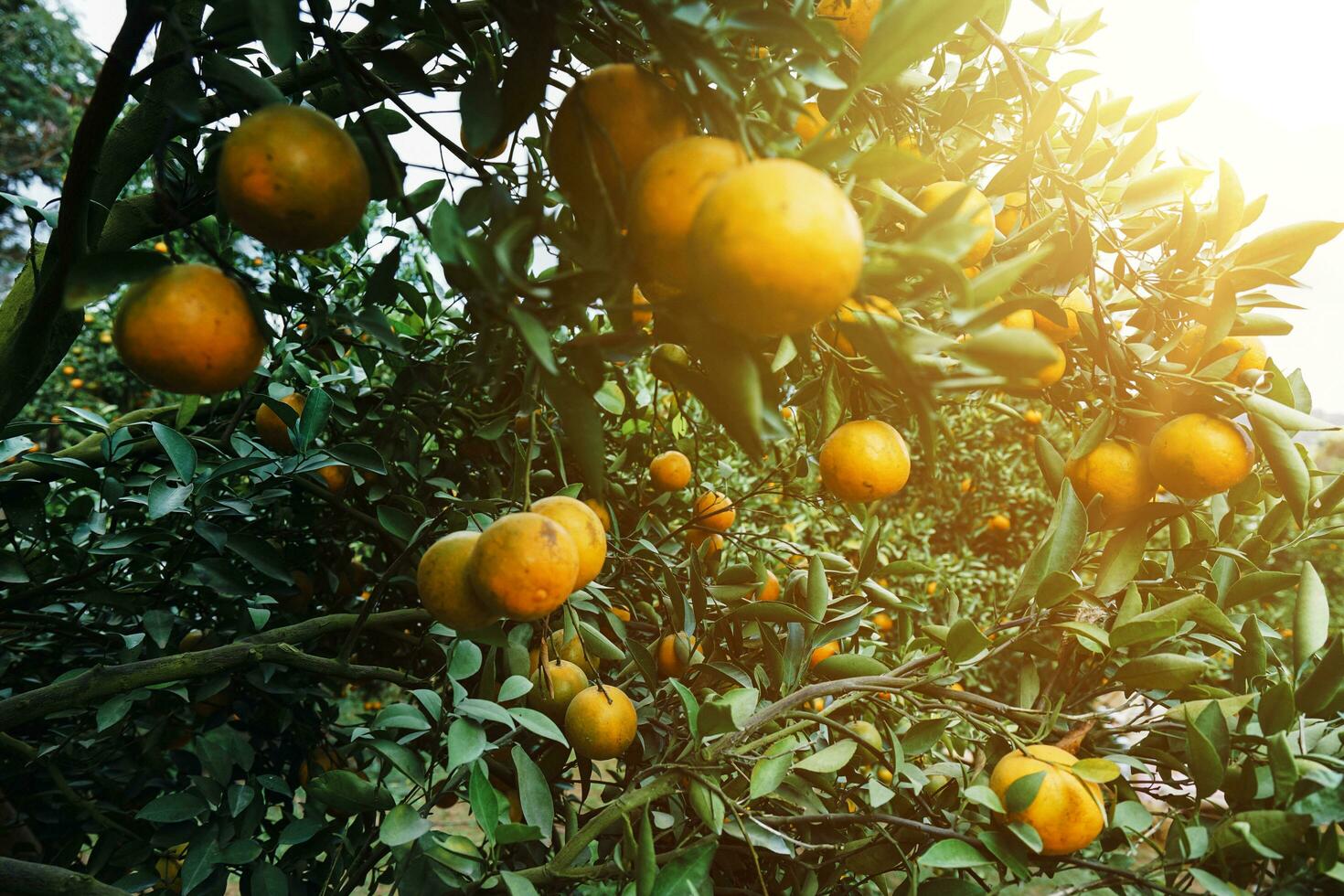 Orange tree in the garden photo