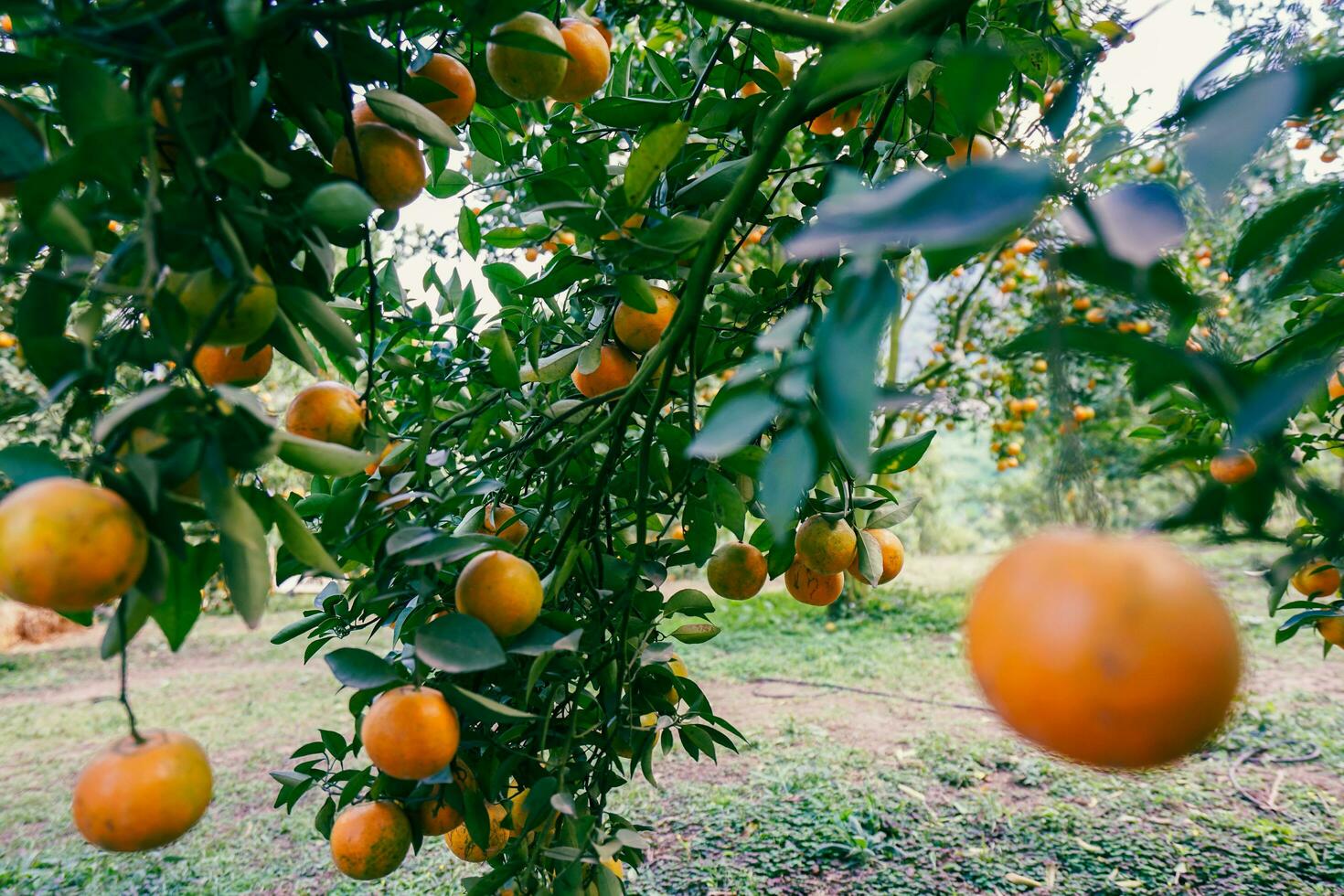 Orange tree in the garden photo