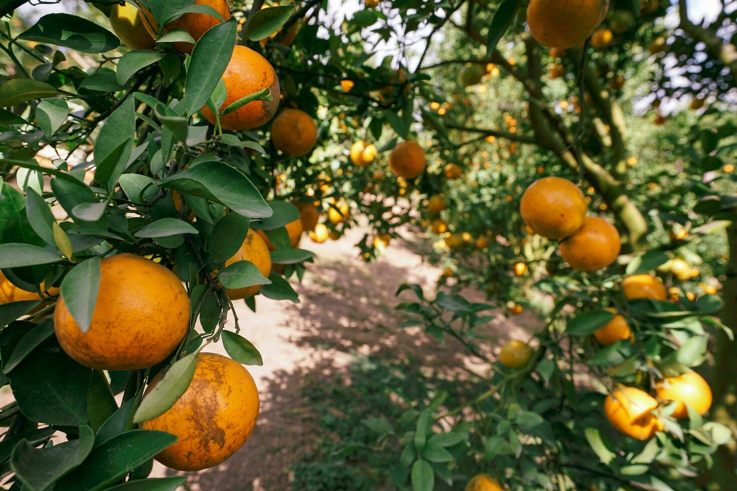 Orange tree in the garden photo