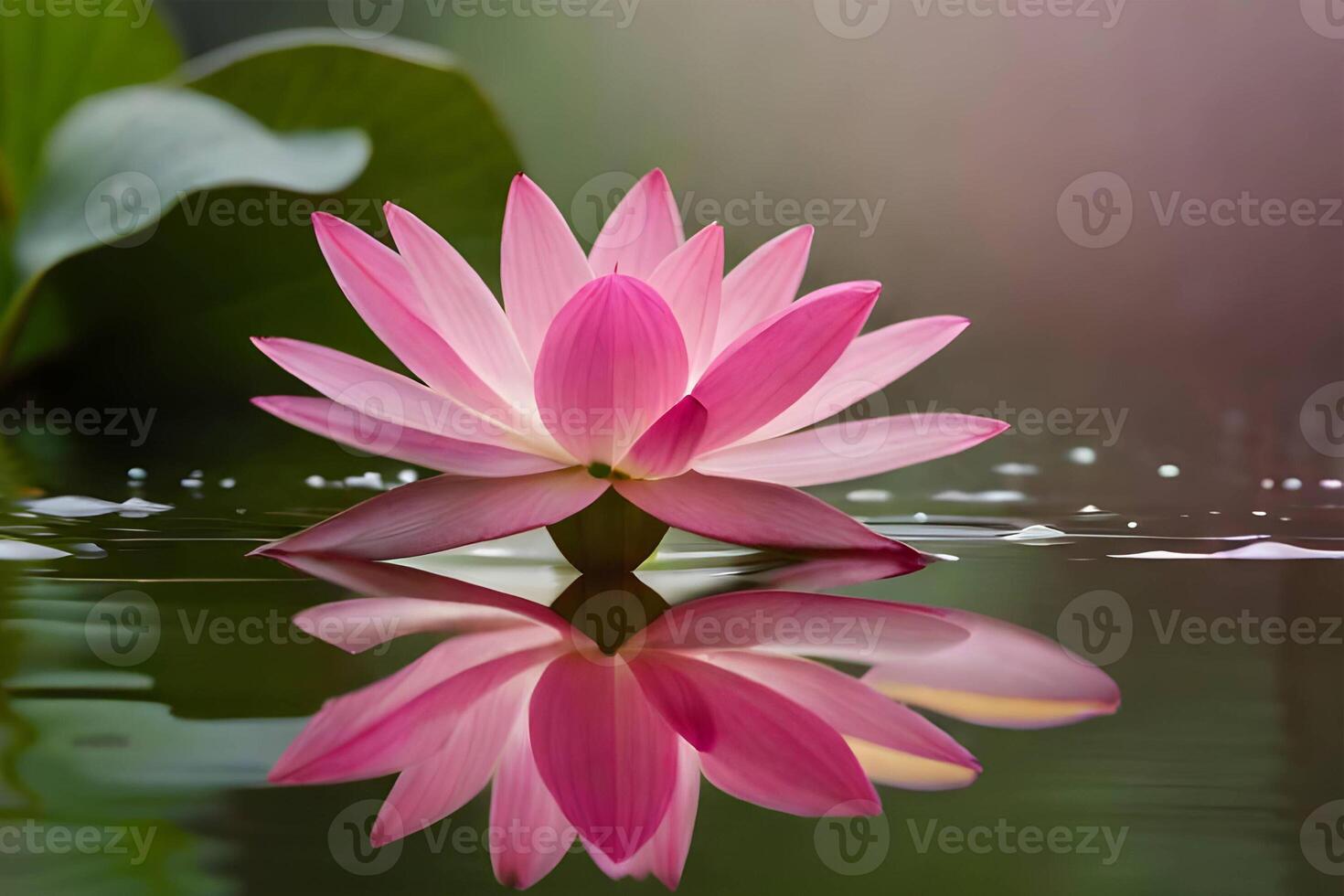 Pink water lilies in heavy rain, . photo