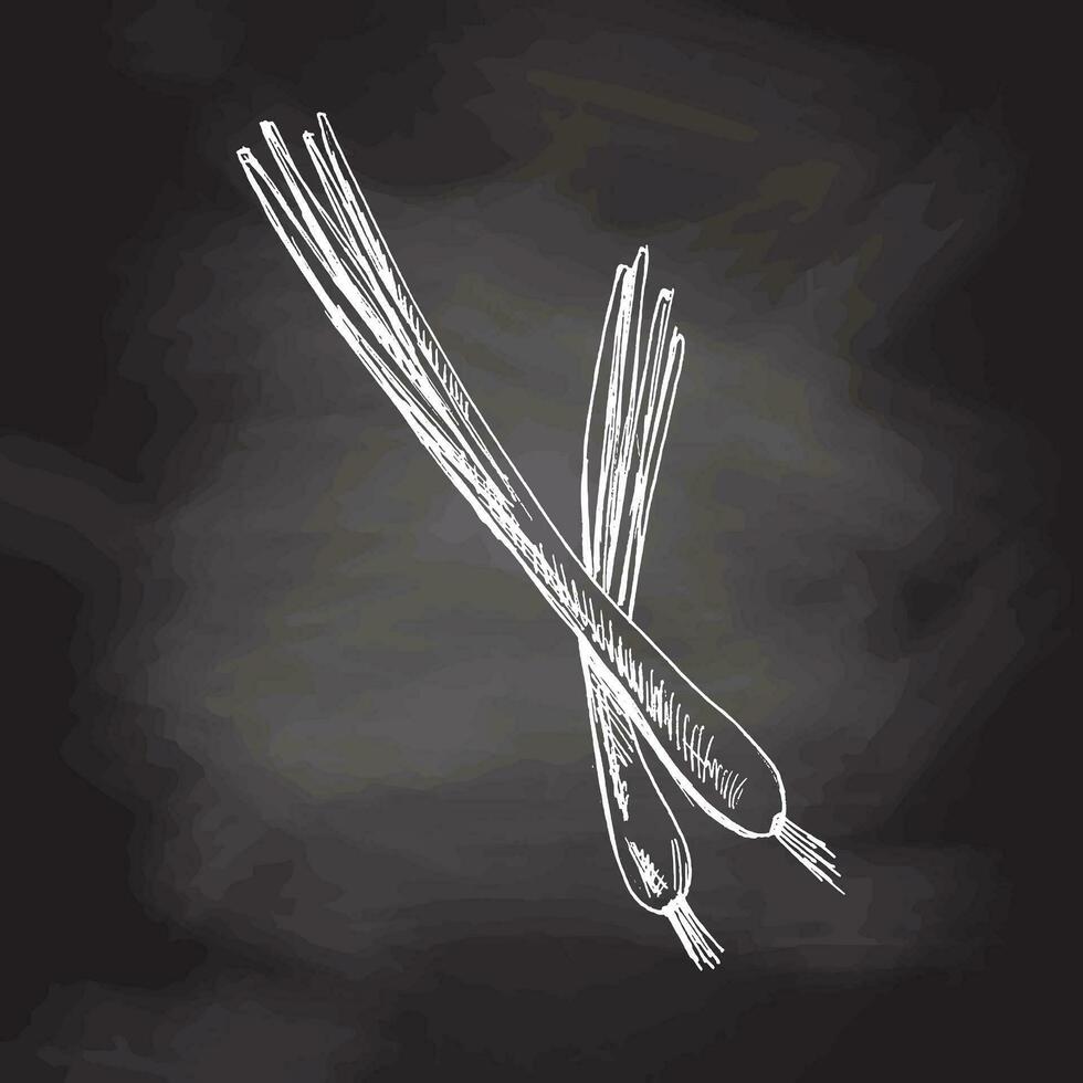 Organic food. Hand drawn vector sketch of spring onion. Doodle vintage illustration isolated on chalkboard background.