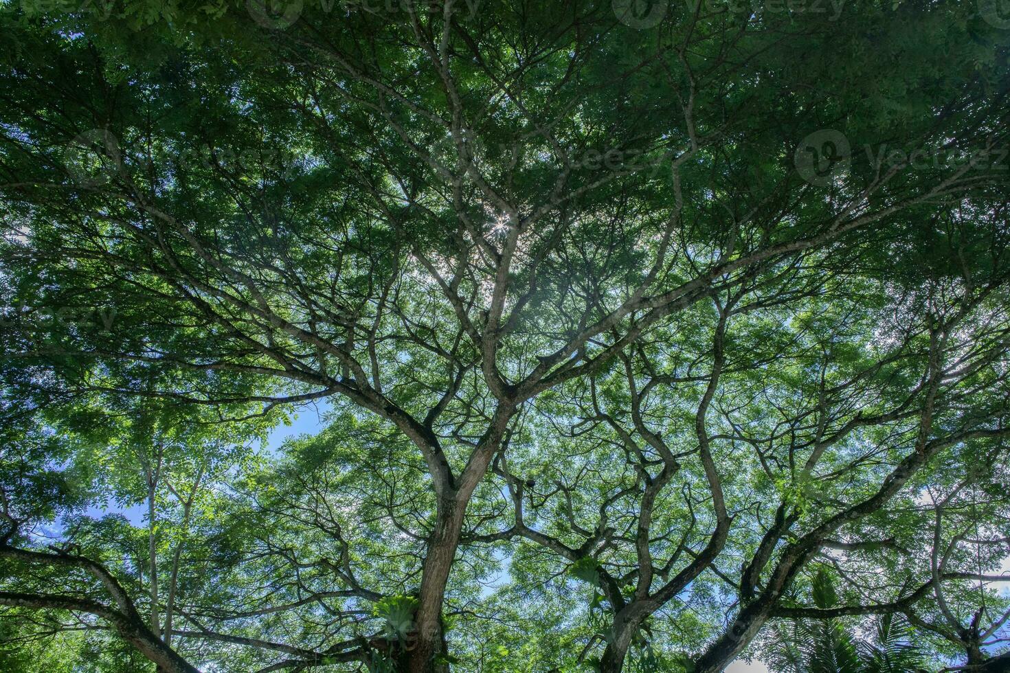 Beautiful nature. Tall trees with green leaves. Sunlight from above. Look down. See sunlight from bottom view photo