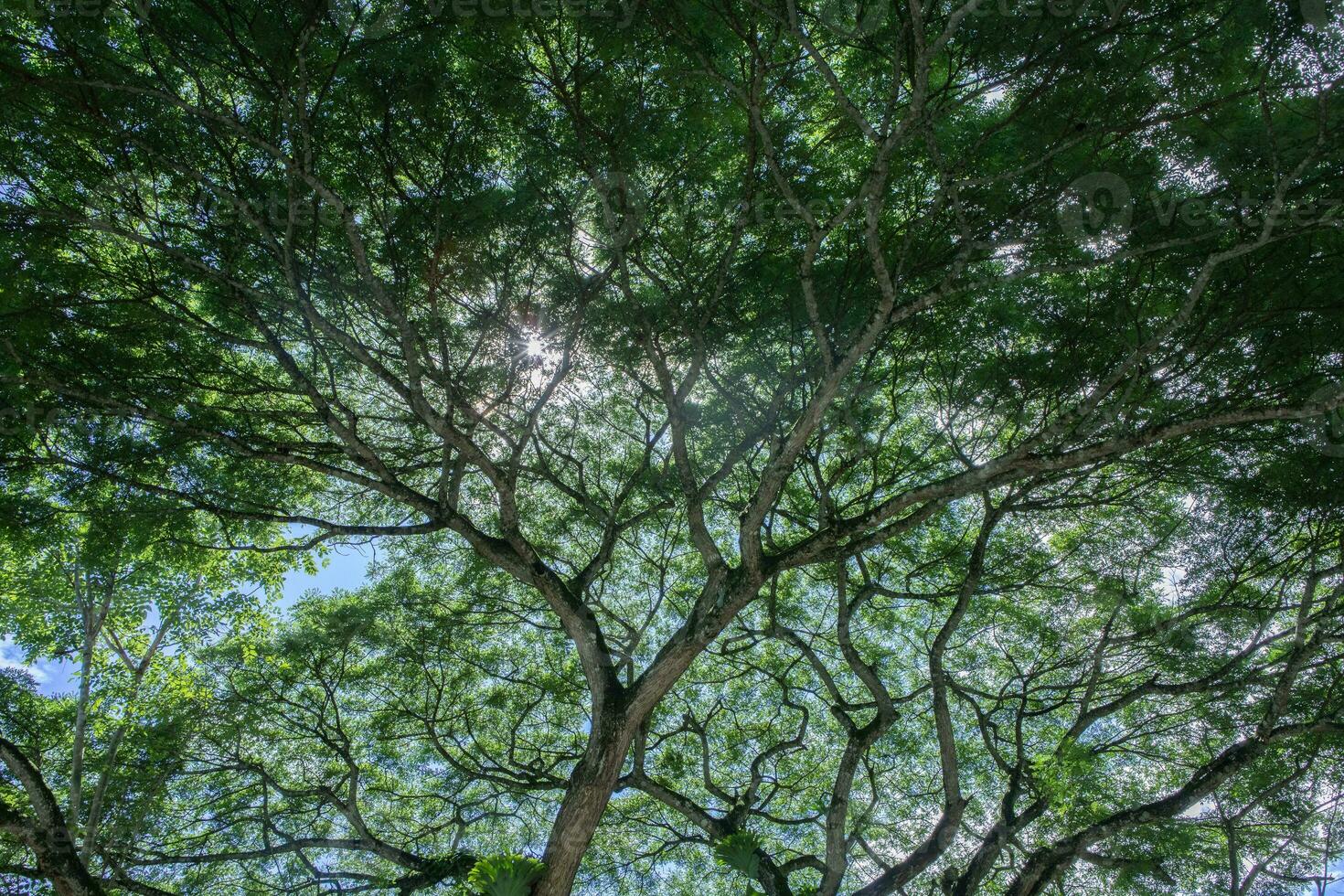 Beautiful nature. Tall trees with green leaves. Sunlight from above. Look down. See sunlight from bottom view photo