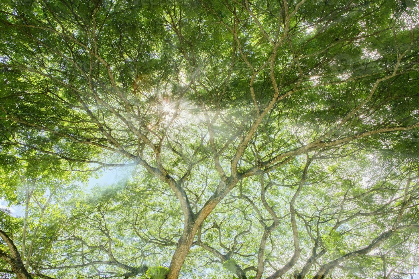 Beautiful nature. Tall trees with green leaves. Sunlight from above. Look down. See sunlight from bottom view photo