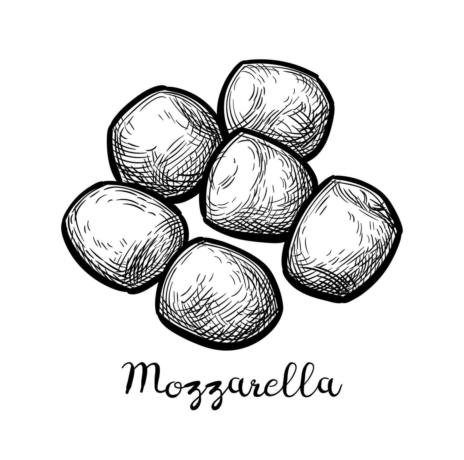 Mozzarella cheese. Ink sketch isolated on white background. Hand drawn