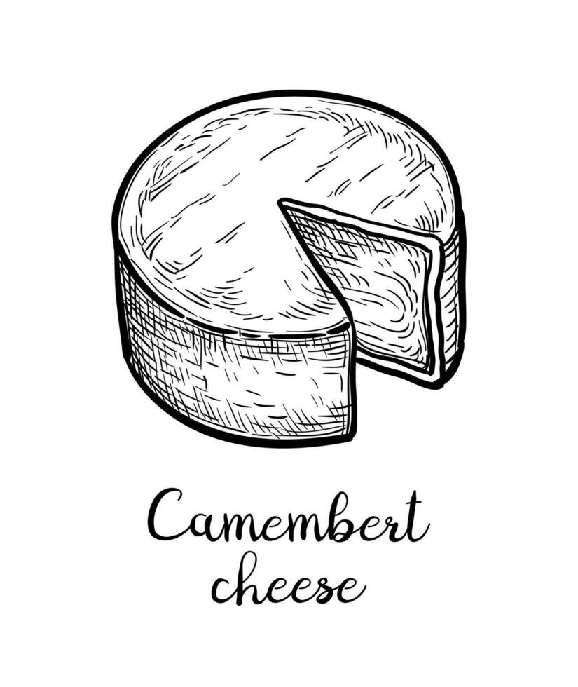 Camembert cheese. Ink sketch isolated on white background. Hand drawn vector illustration. Vintage style stroke drawing.