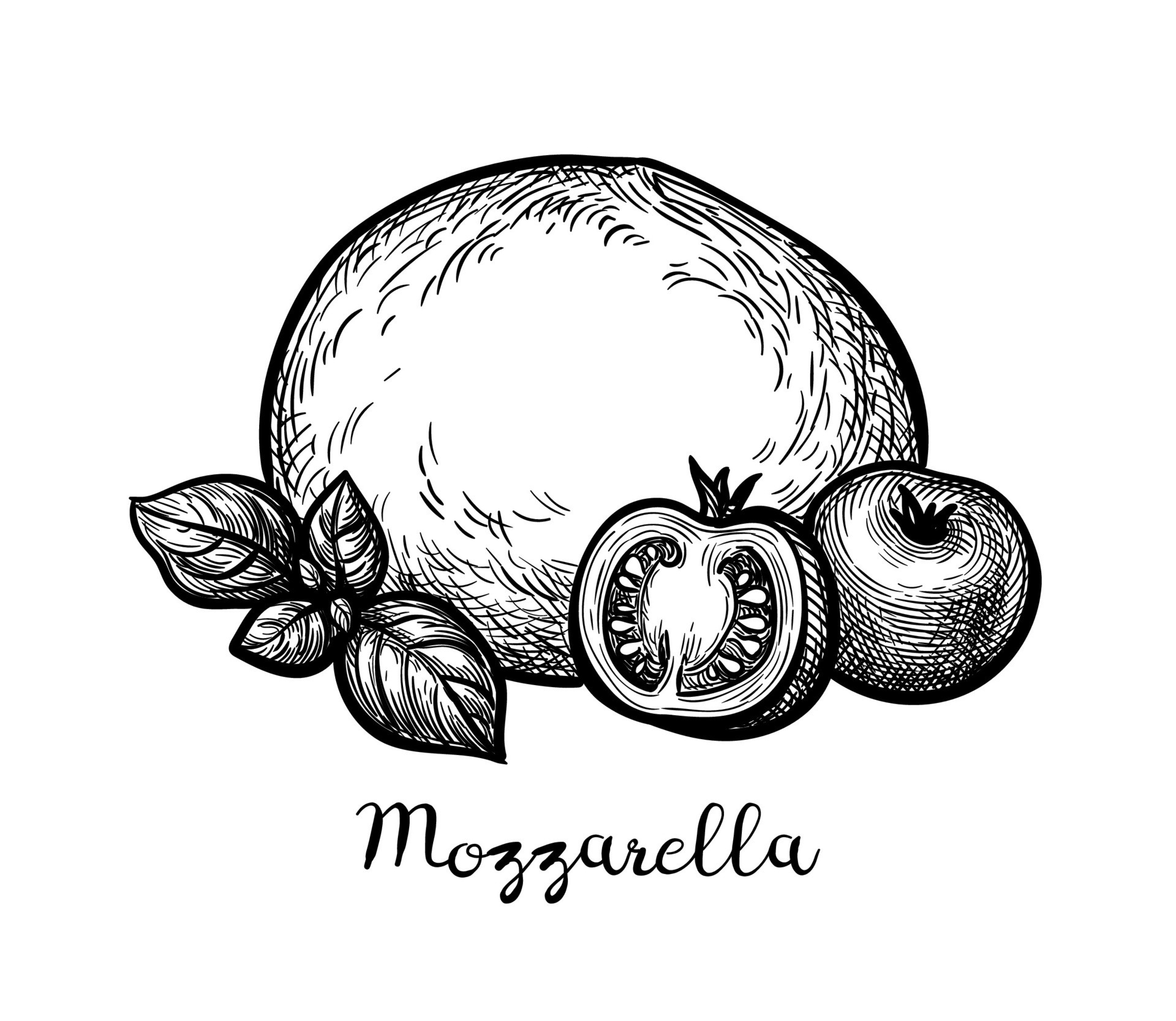 Mozzarella cheese with tomatoes and basil. Ink sketch isolated on white