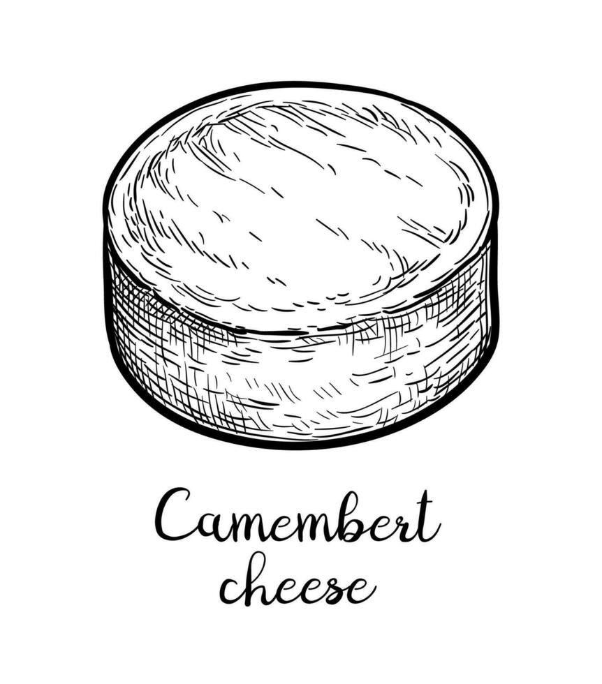 Camembert cheese. Ink sketch isolated on white background. Hand drawn vector illustration. Vintage style stroke drawing.