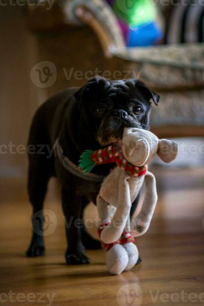 Black Pug purebred dog with doll in the mouth looking at the camera very funny photo