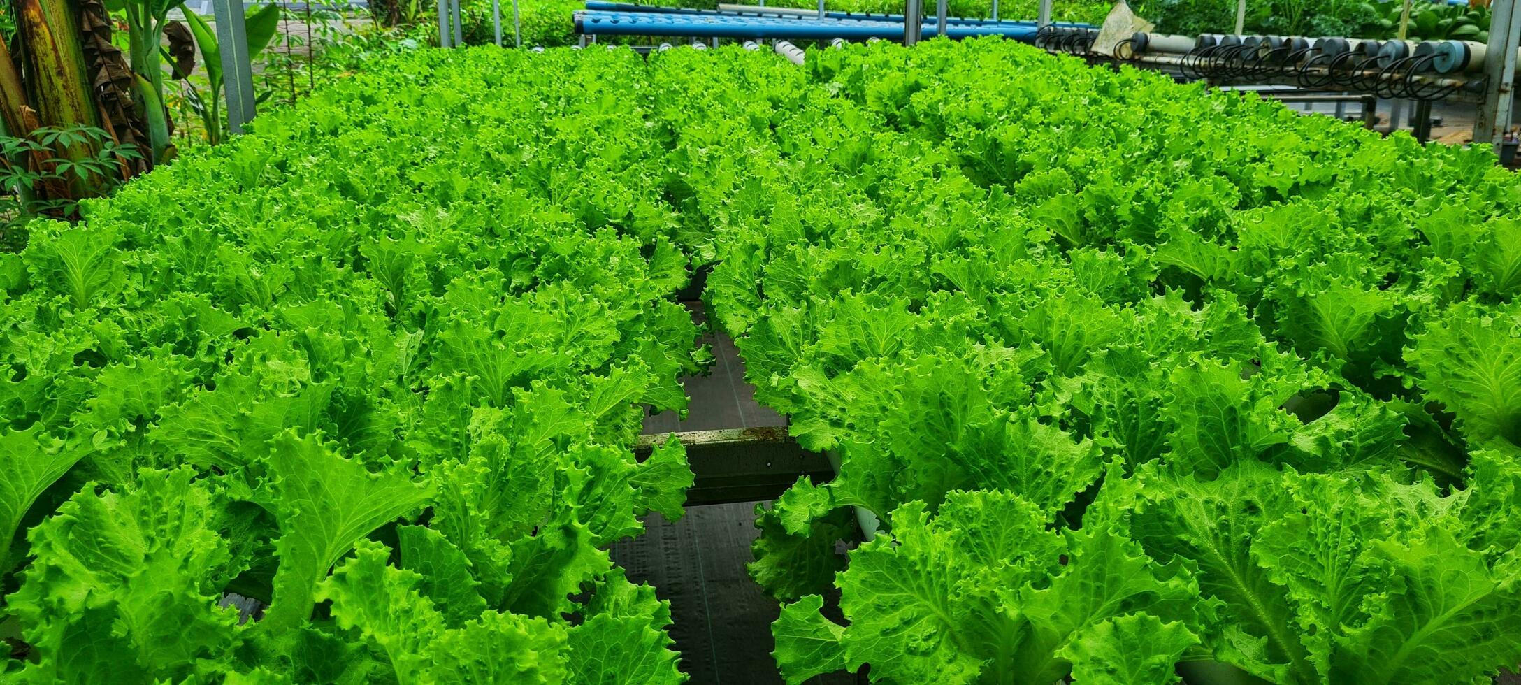 green lettuce with hydroponic photo