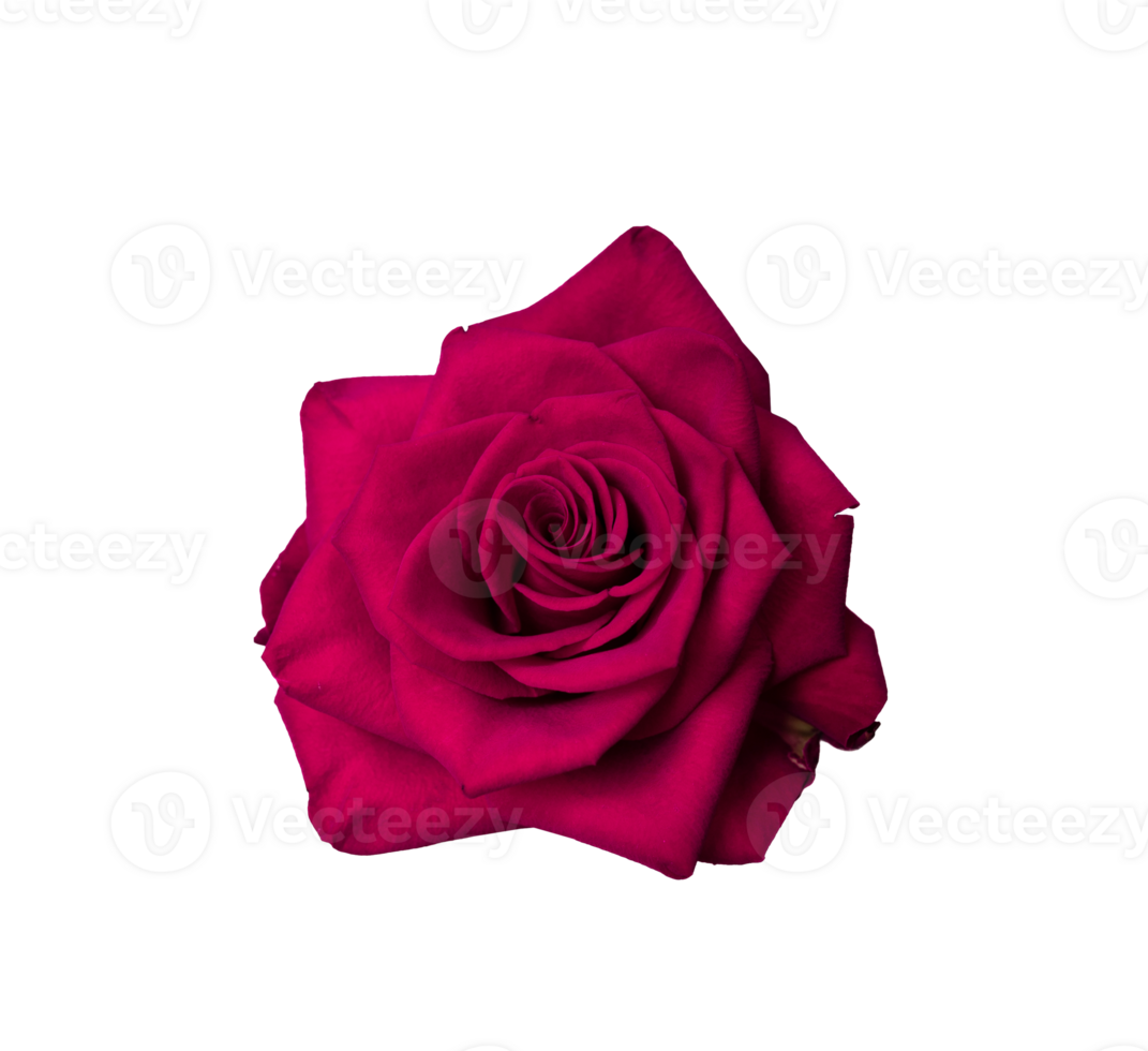 Red rose flower isolated transparent png. Nature object for design to Valentines Day, mothers day, anniversary png