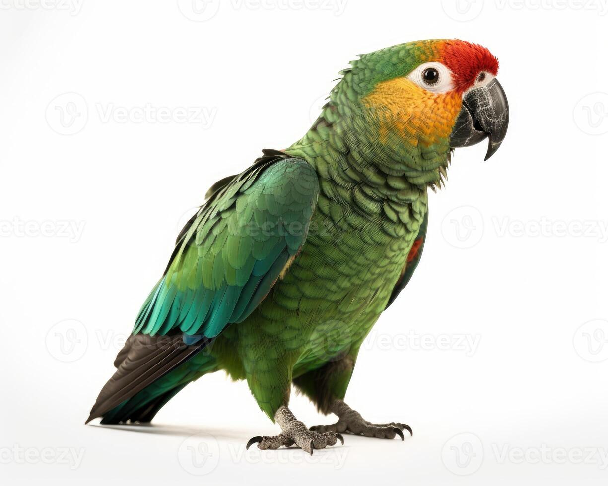 A green parrot with a red and yellow head and green feathers stay on a white background. photo