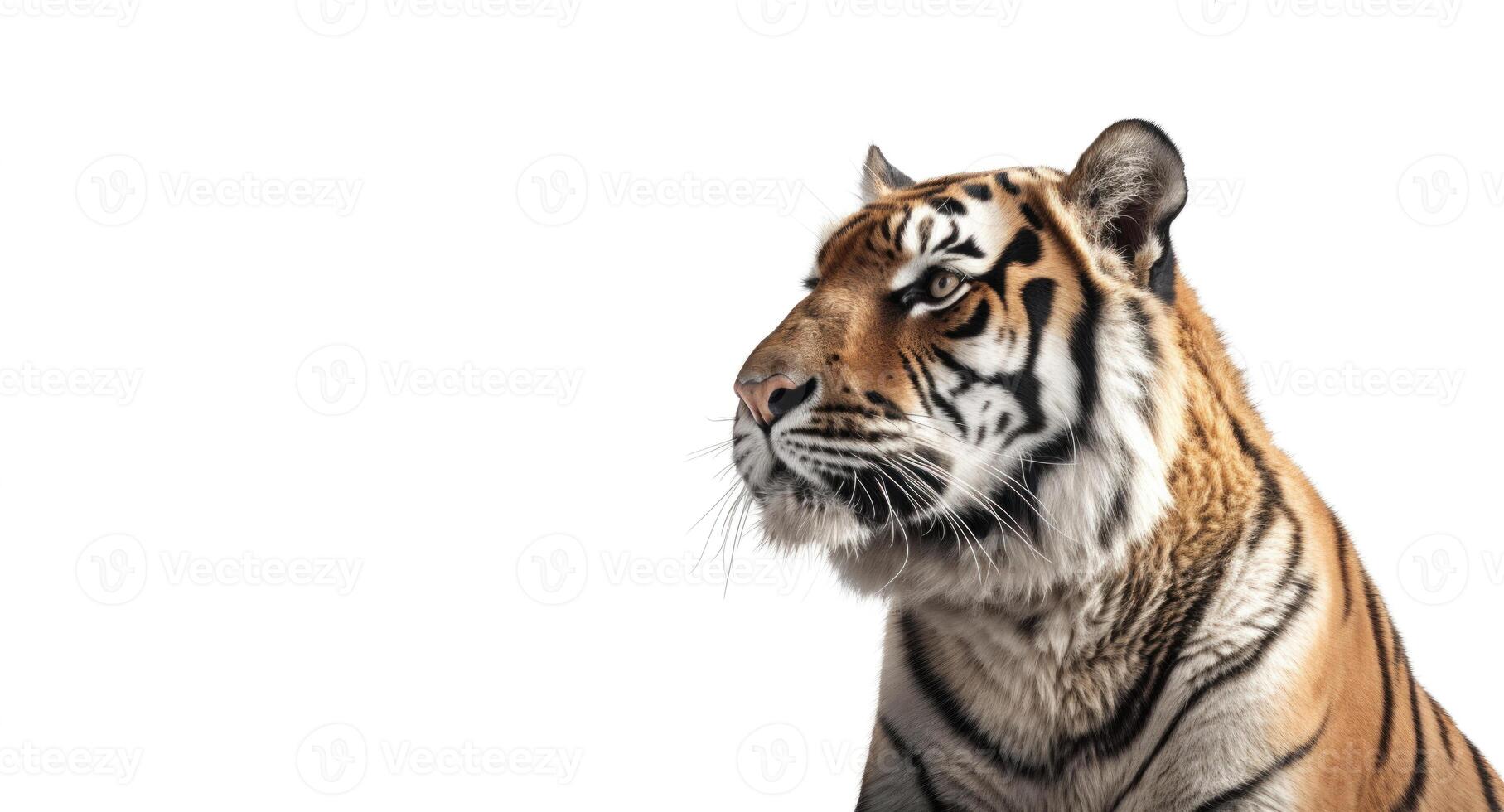 A tiger head looking left to white background with copy space on the left. photo