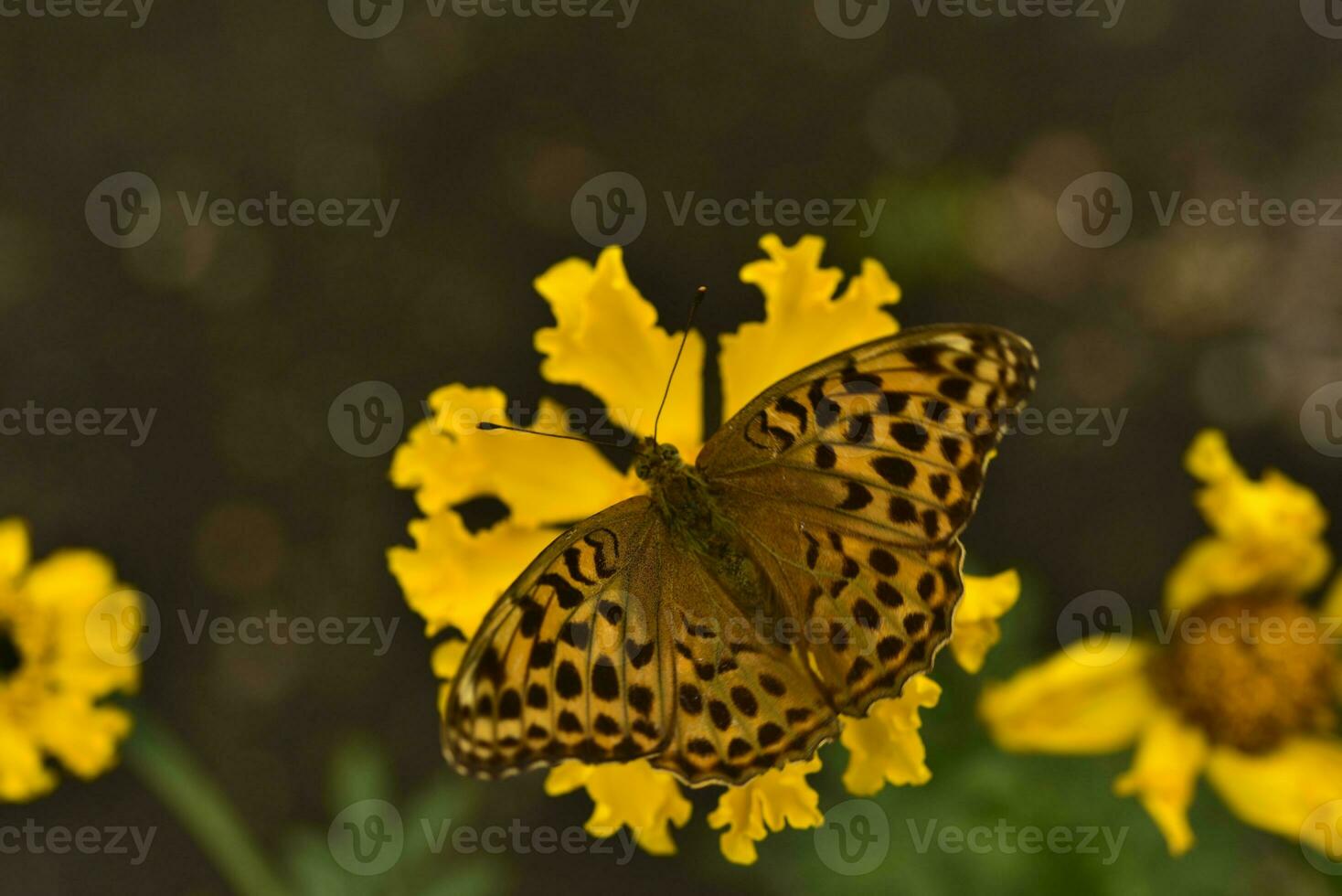 Argynnis paphia. A large yellow butterfly on a flower in a summer garden. photo