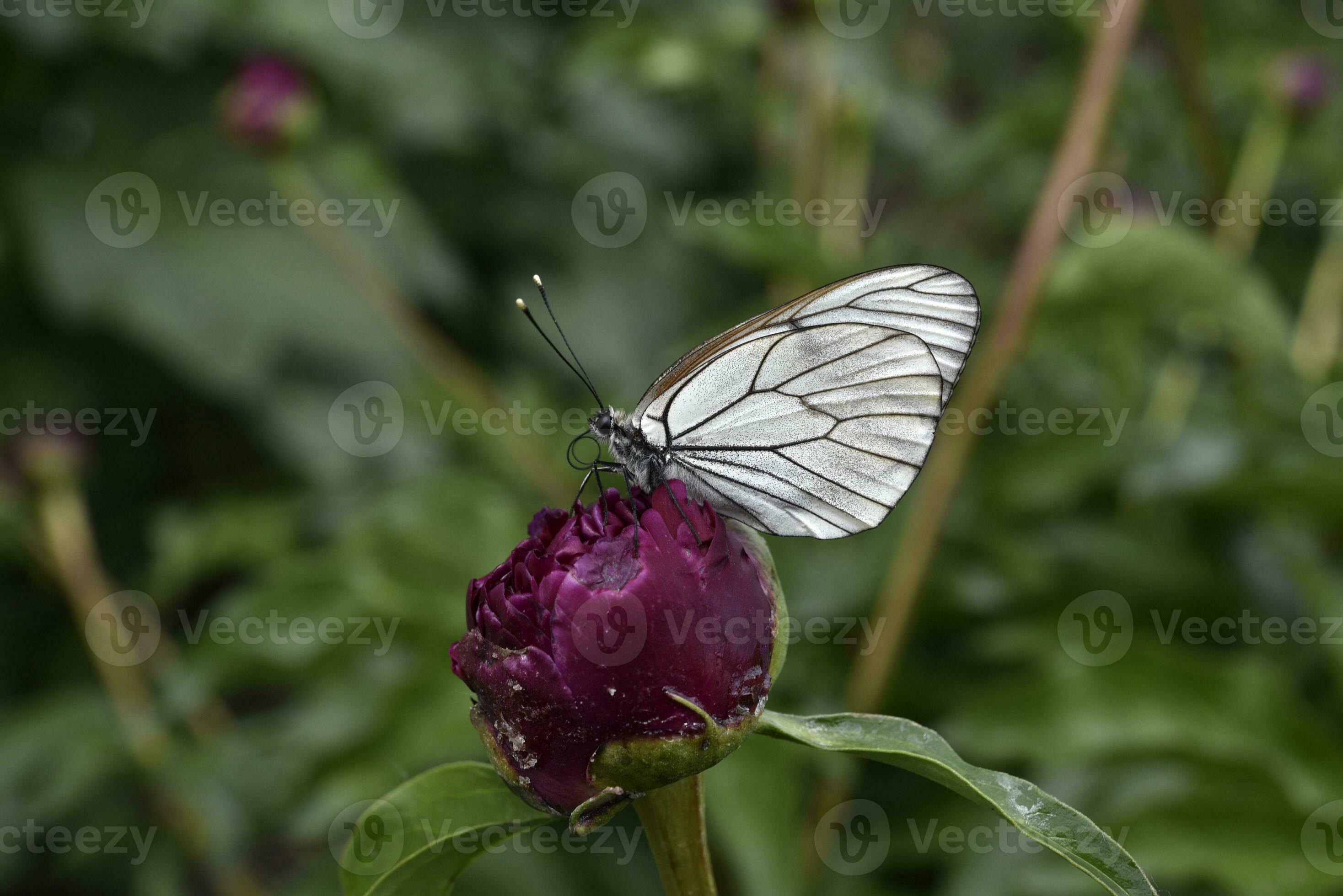 White cabbage butterfly Pieris brassicae on a flower. The butterfly is