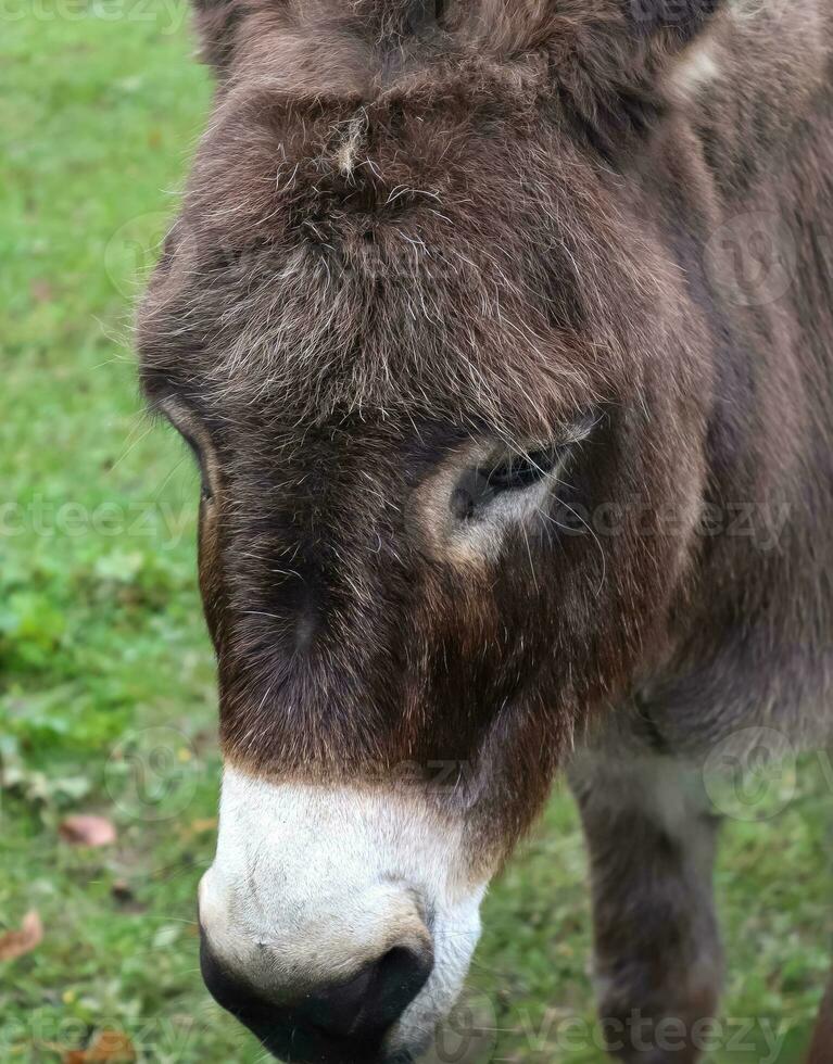 Portait of a donkey on a green field photo