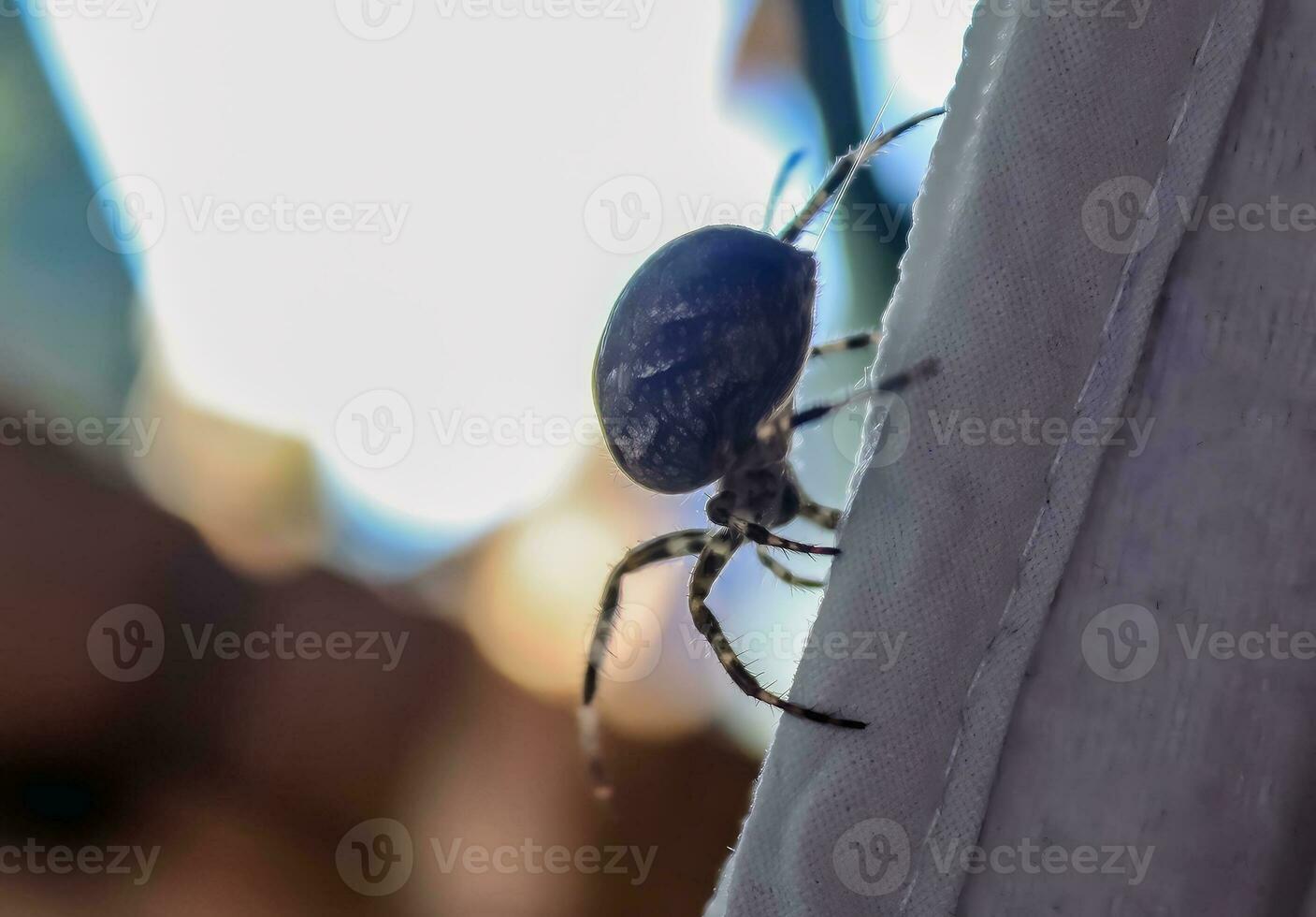 Selective focus of a big spider walking on the clothes at a clothesline photo