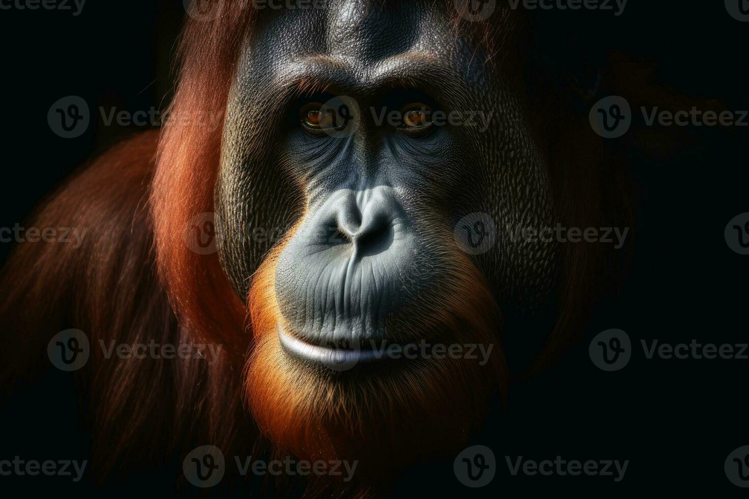 Close up view of an orang utan against a dark background created with generative AI technology. photo