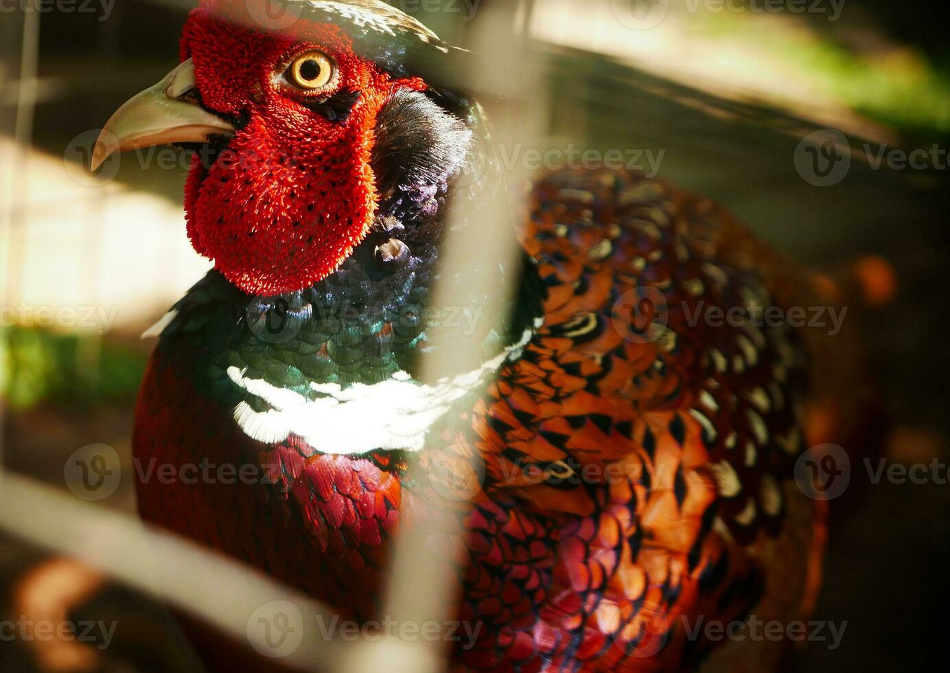 Common pheasant Phasianus colchius Ring-necked pheasant in the garden, grassland in early morning, or also known as pheasant chicken photo