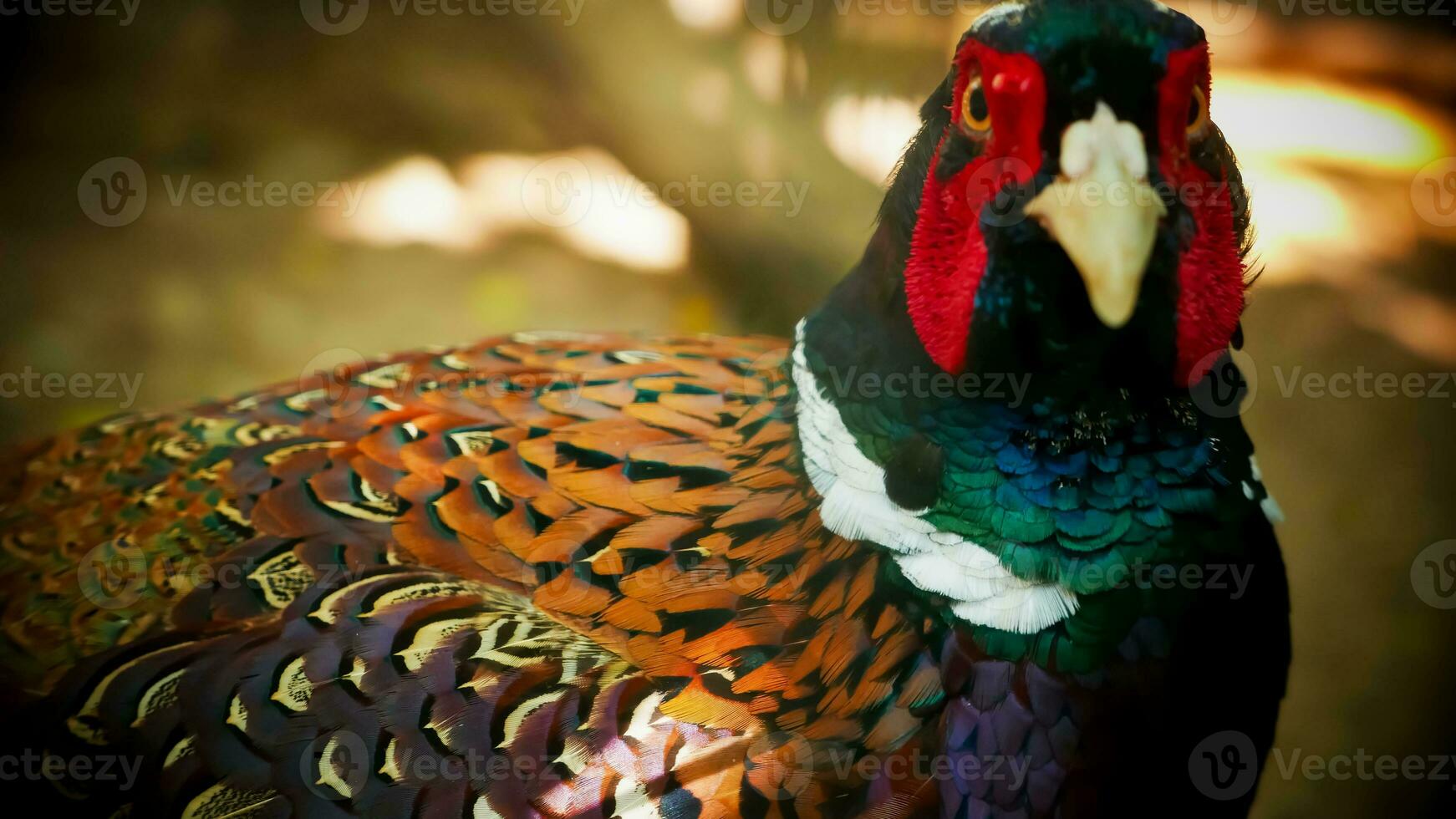 Common pheasant Phasianus colchius Ring-necked pheasant in the garden, grassland in early morning, or also known as pheasant chicken photo