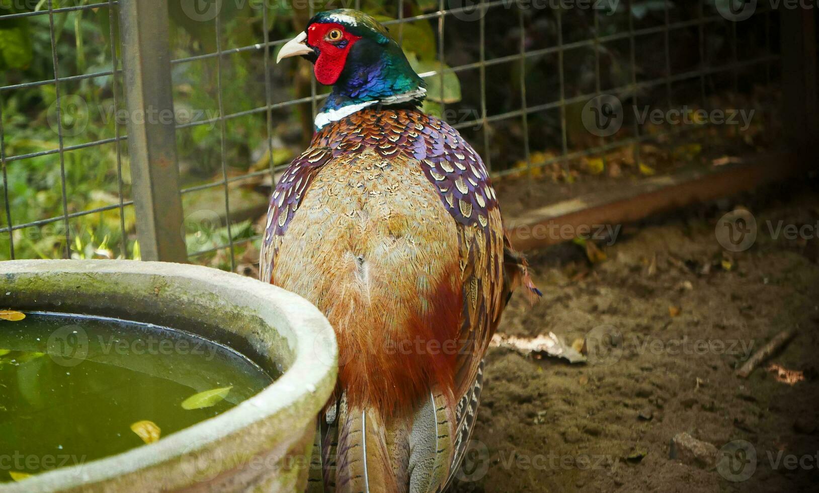 Common pheasant Phasianus colchius Ring-necked pheasant in the garden, grassland in early morning, or also known as pheasant chicken photo