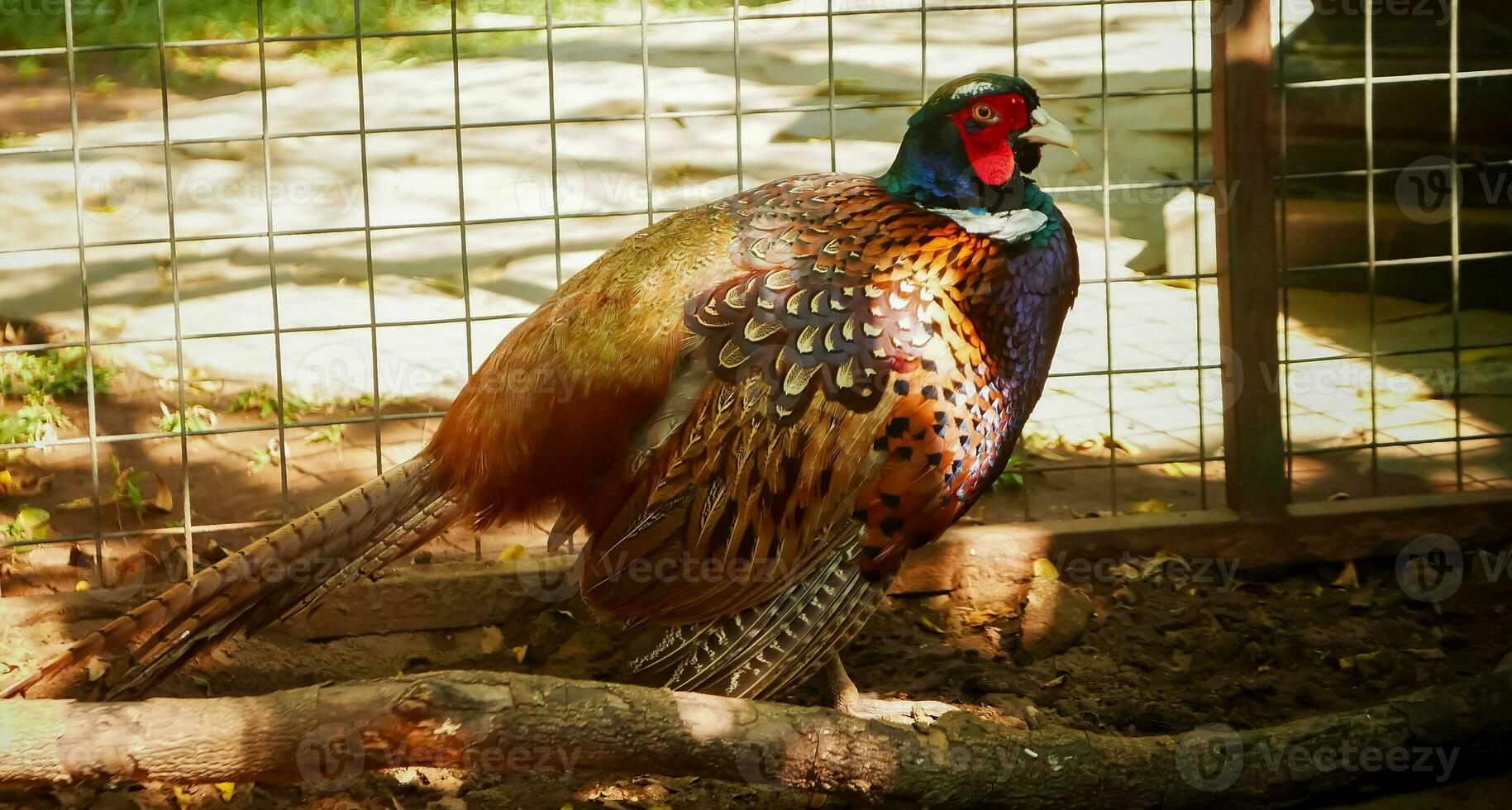 Common pheasant Phasianus colchius Ring-necked pheasant in the garden, grassland in early morning, or also known as pheasant chicken photo