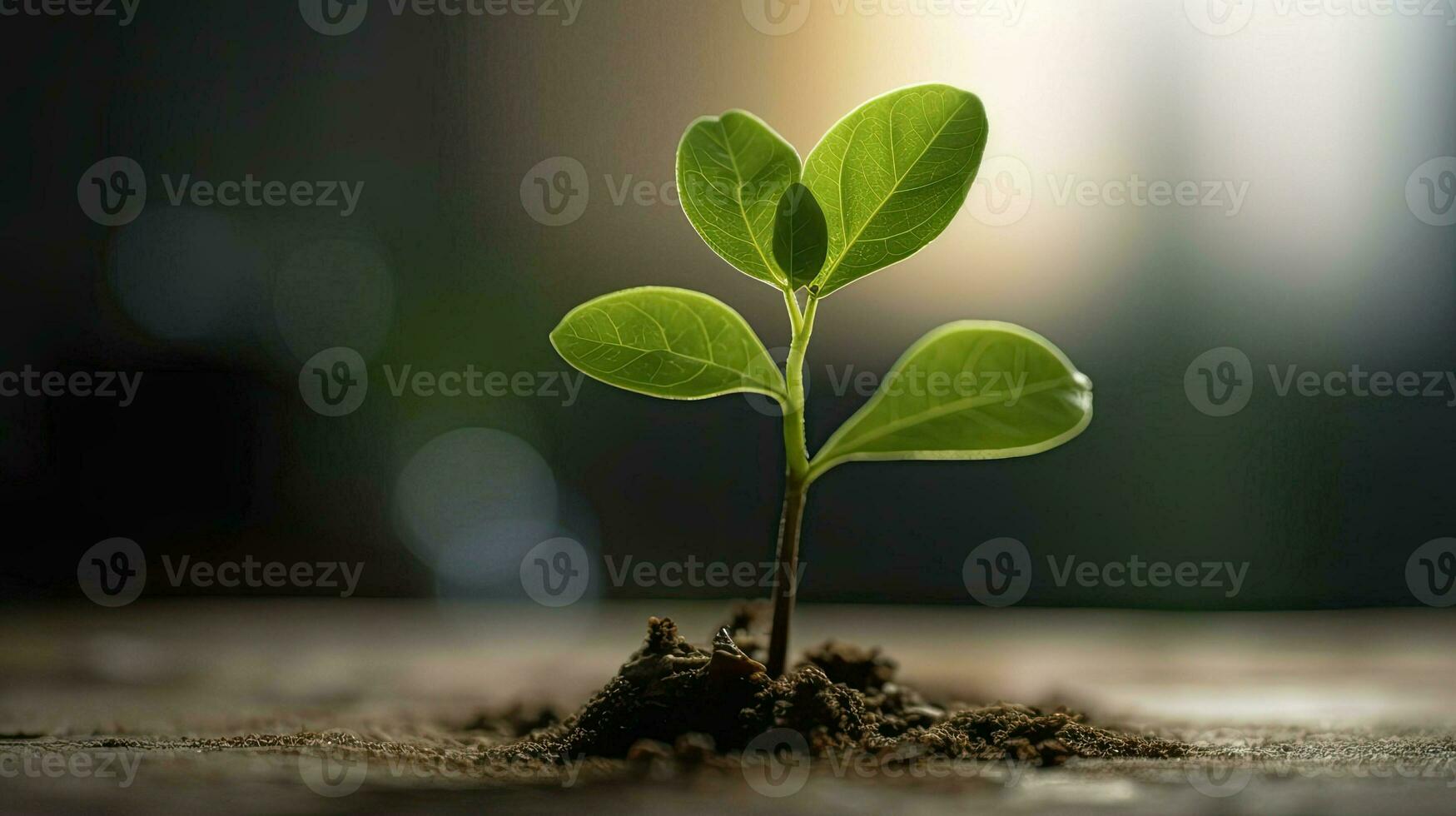 joven planta en fértil suelo en negro fondo, espacio para texto. jardinería hora foto