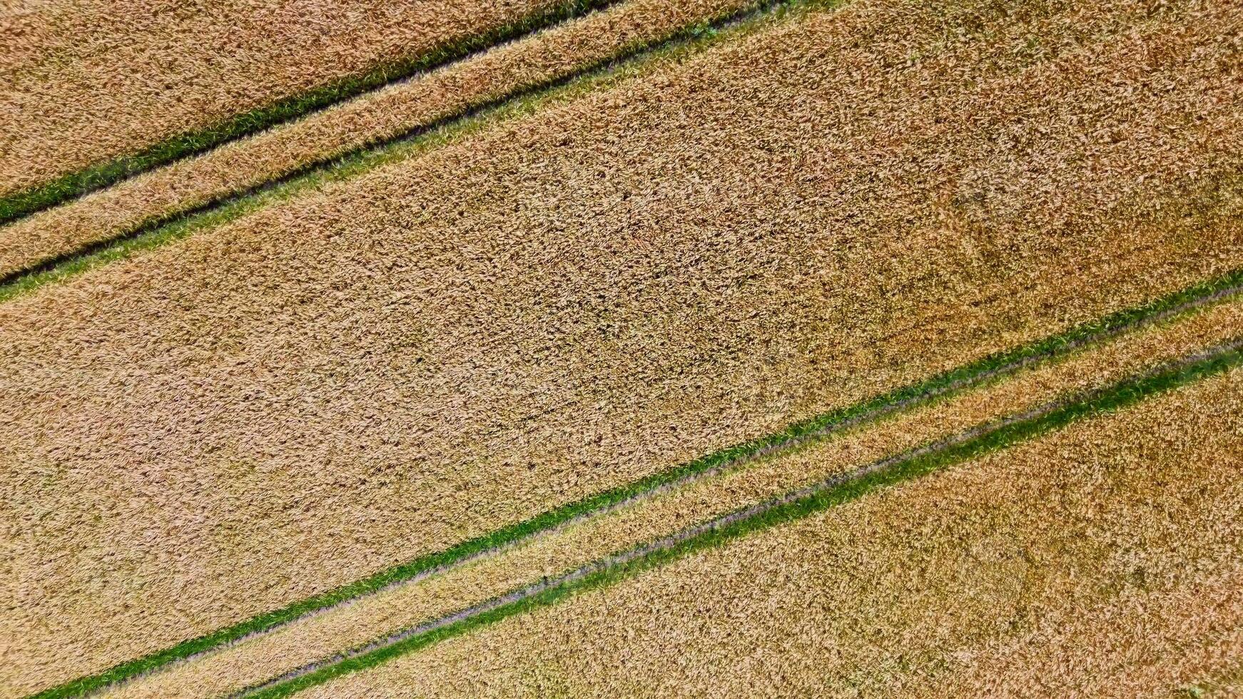 ver terminado un trigo campo en bueno clima encontró en del Norte Alemania. foto