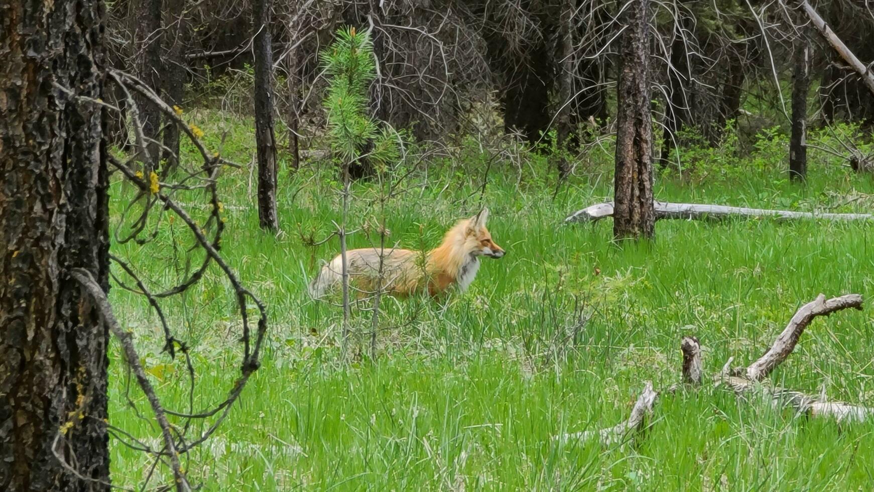 Red fox in nature out in Montana forest photo
