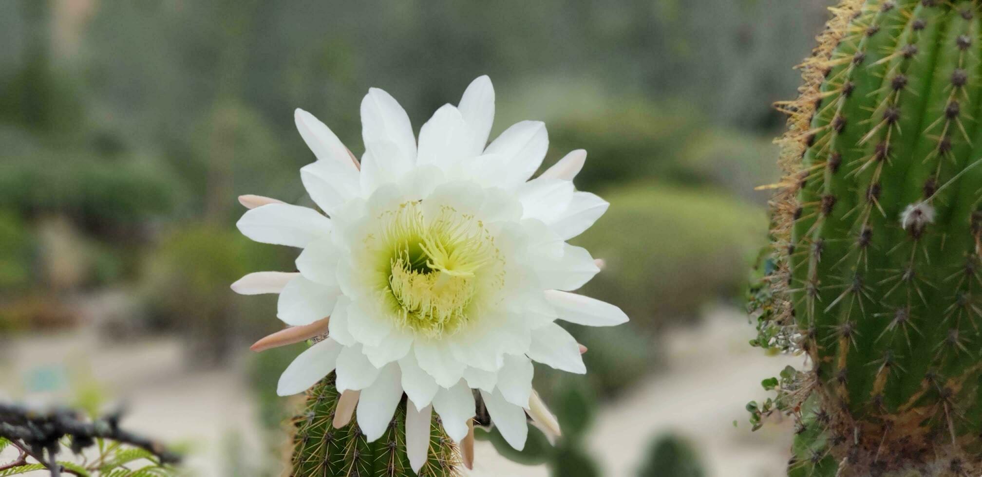 A white and yellow cactus flower in a botanical garden. photo