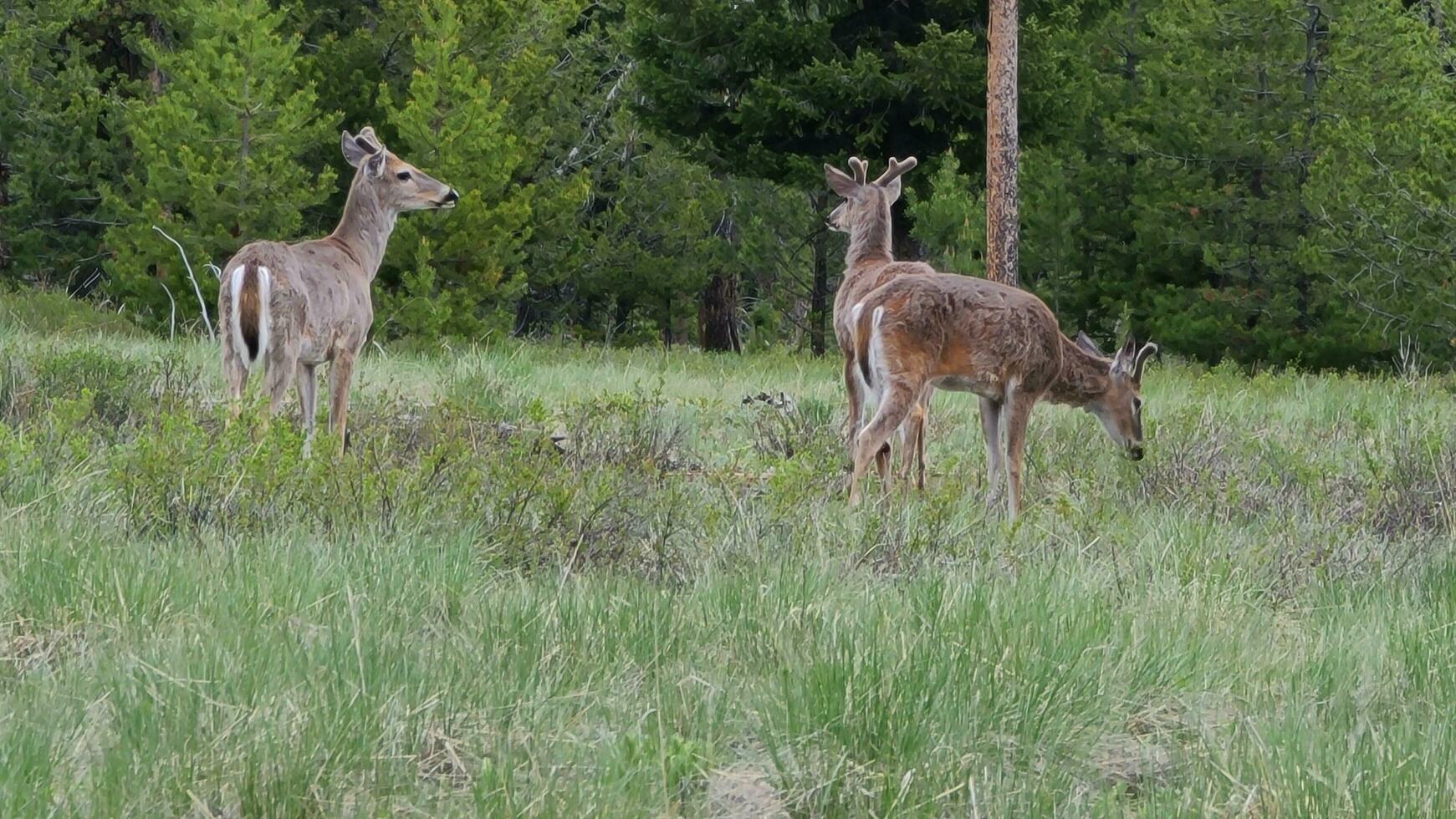 aquí son un pocos ciervo pasto en un campo fuera en el Montana bosque. foto