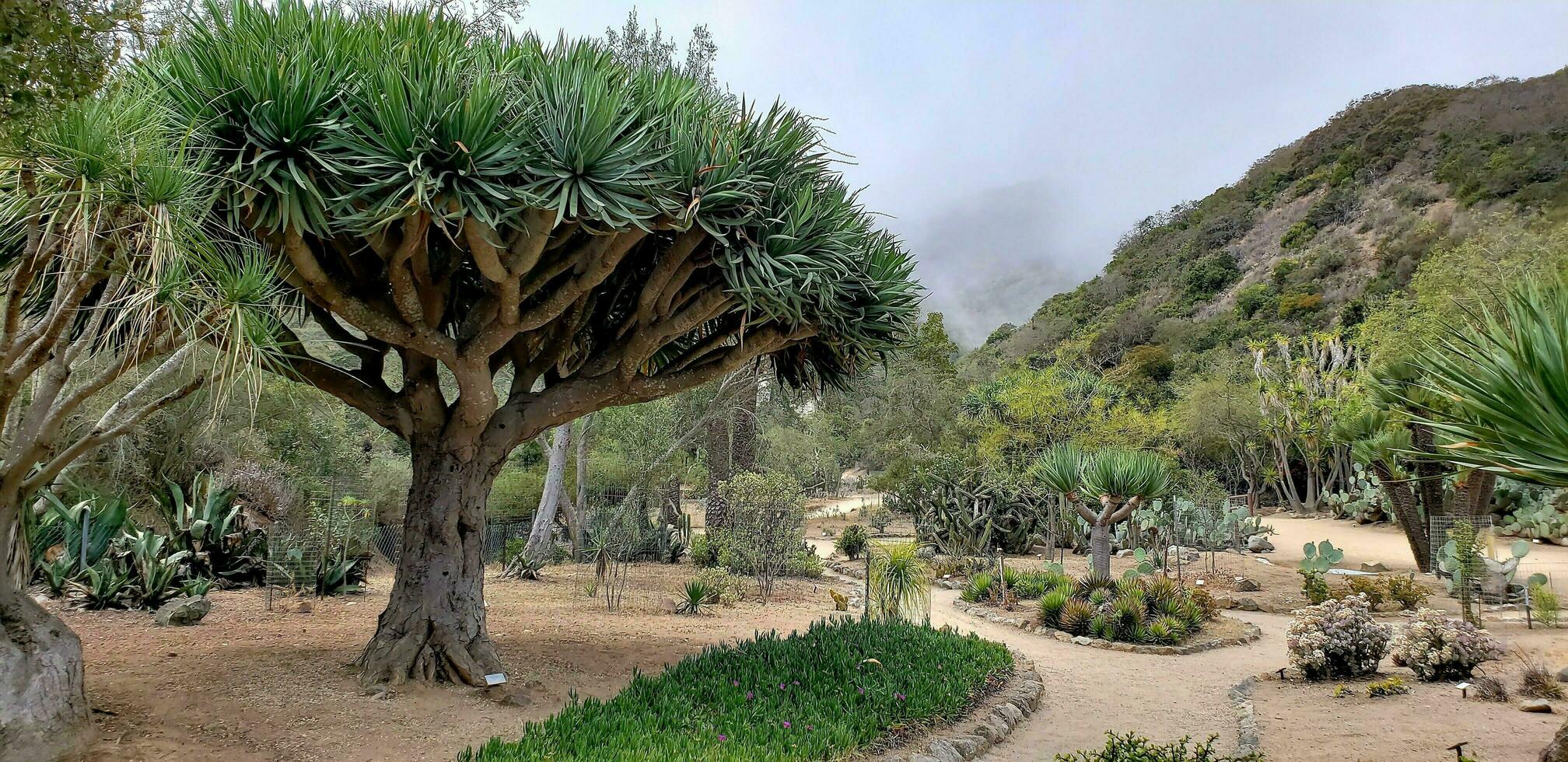Botanical Garden in Mexico photo