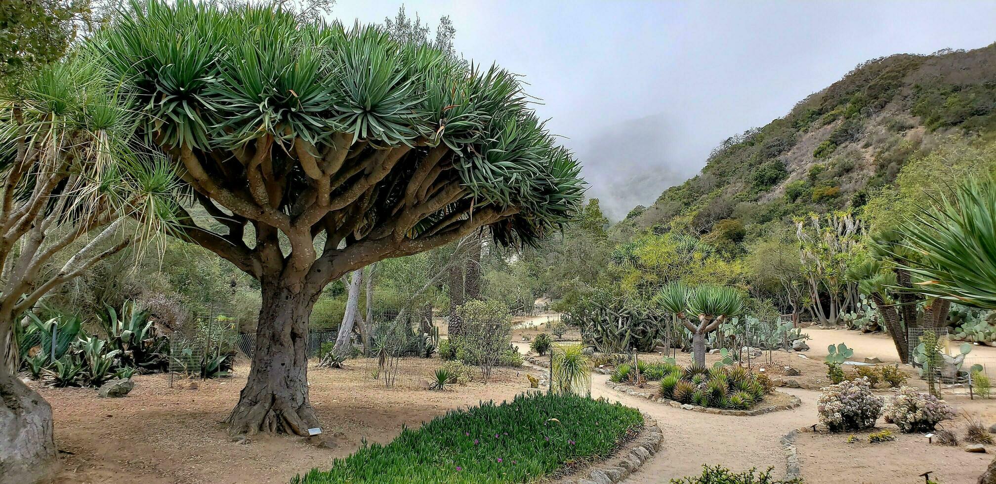 botánico jardín en mexico foto