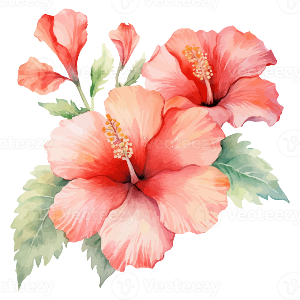 Watercolor hibiscus flower, tropical hibiscus flower, hibiscus Sticker, . png