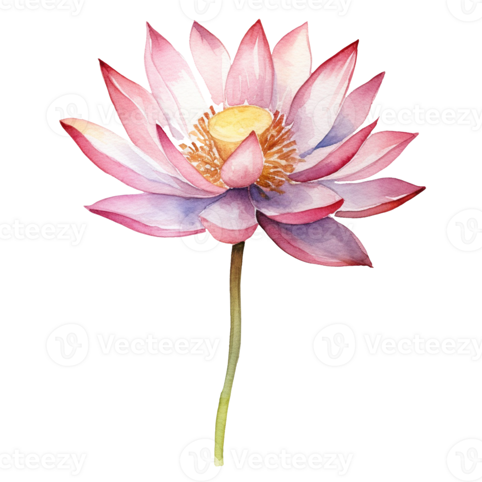 Floral composition with lotus, Hand draw watercolor isolated illustration on transparent background, . png