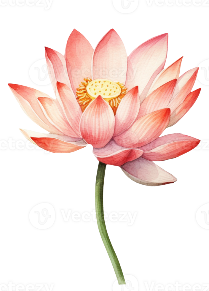 Floral composition with lotus, Hand draw watercolor isolated illustration on transparent background, . png