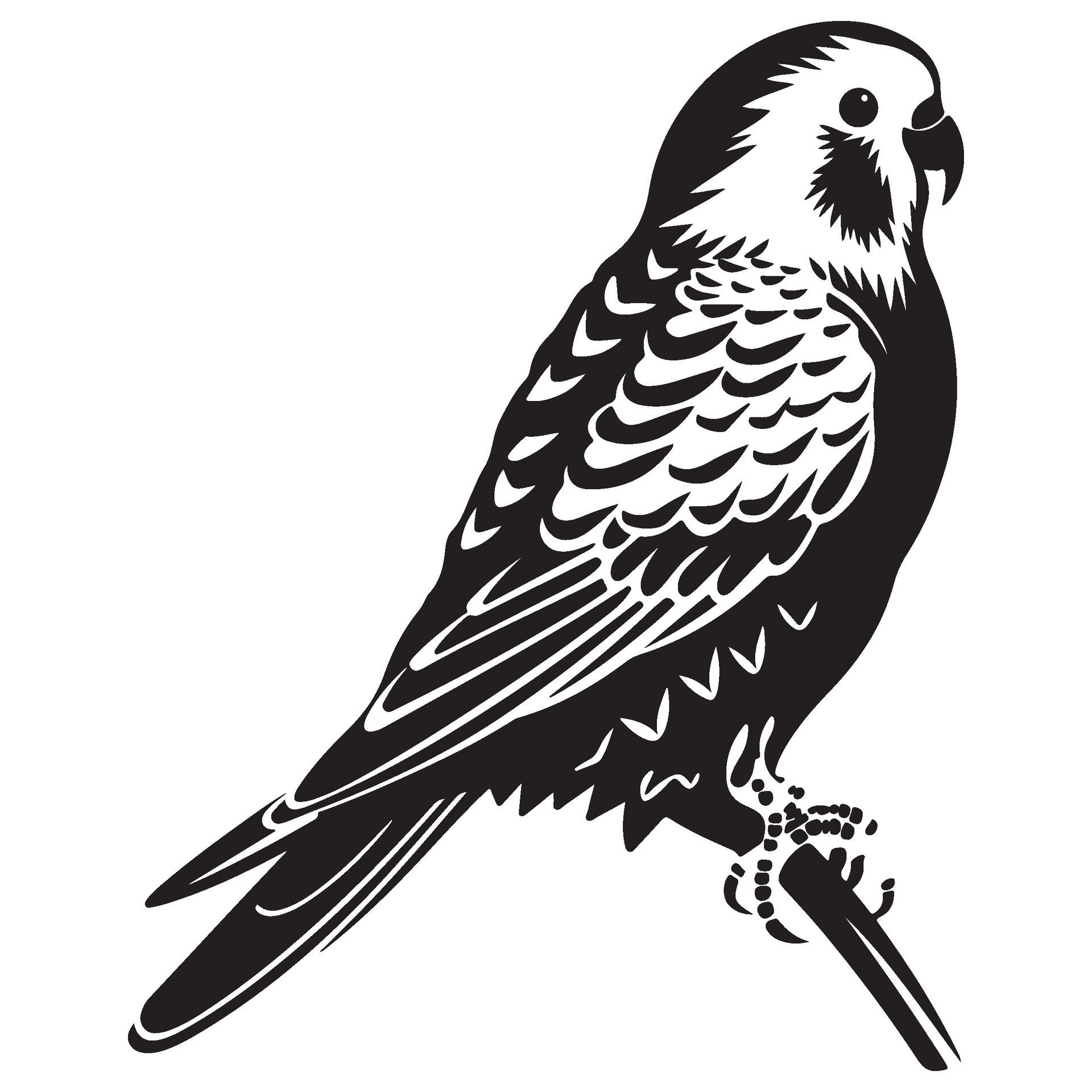 Parakeet Clipart Black And White