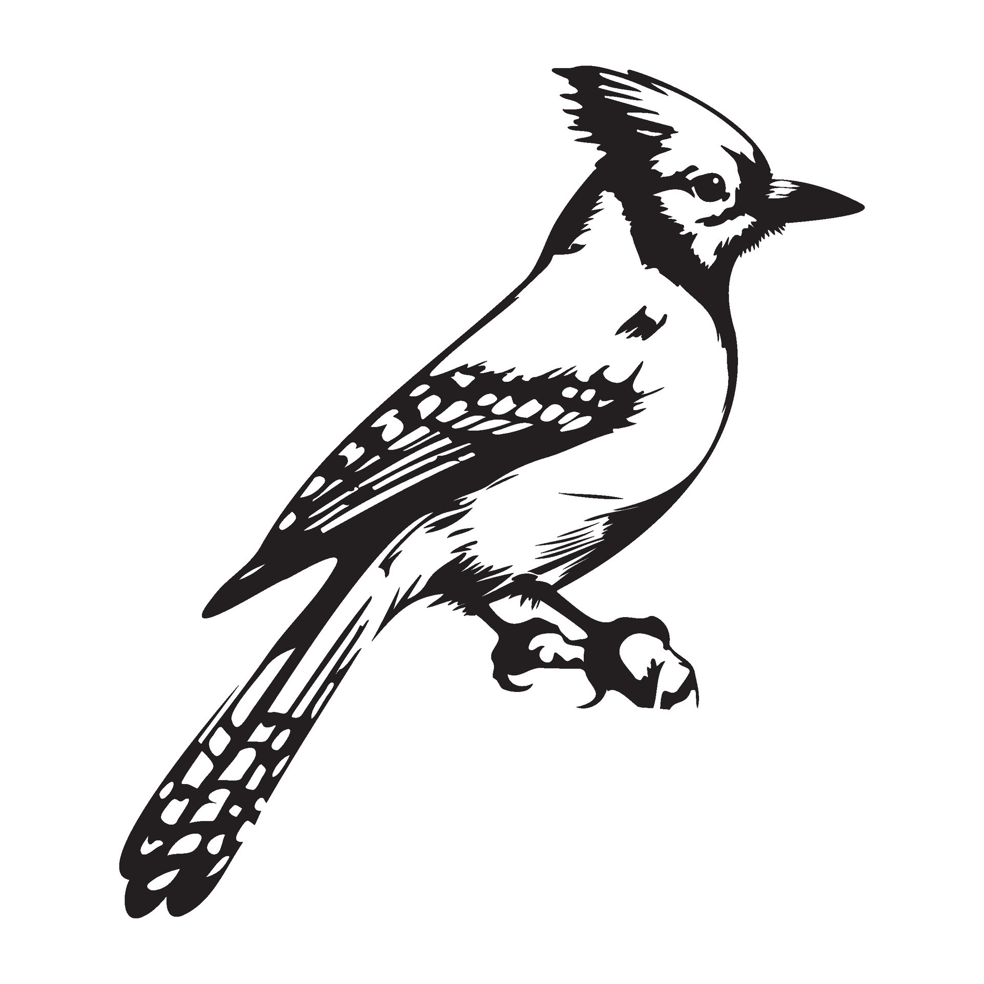 Blue jay silhouette, Blue jay mascot logo, Blue jay Black and White Animal  Symbol Design, Bird icon. 26364640 Vector Art at Vecteezy