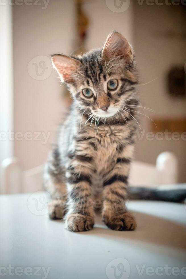 Best cat image with different pose photo
